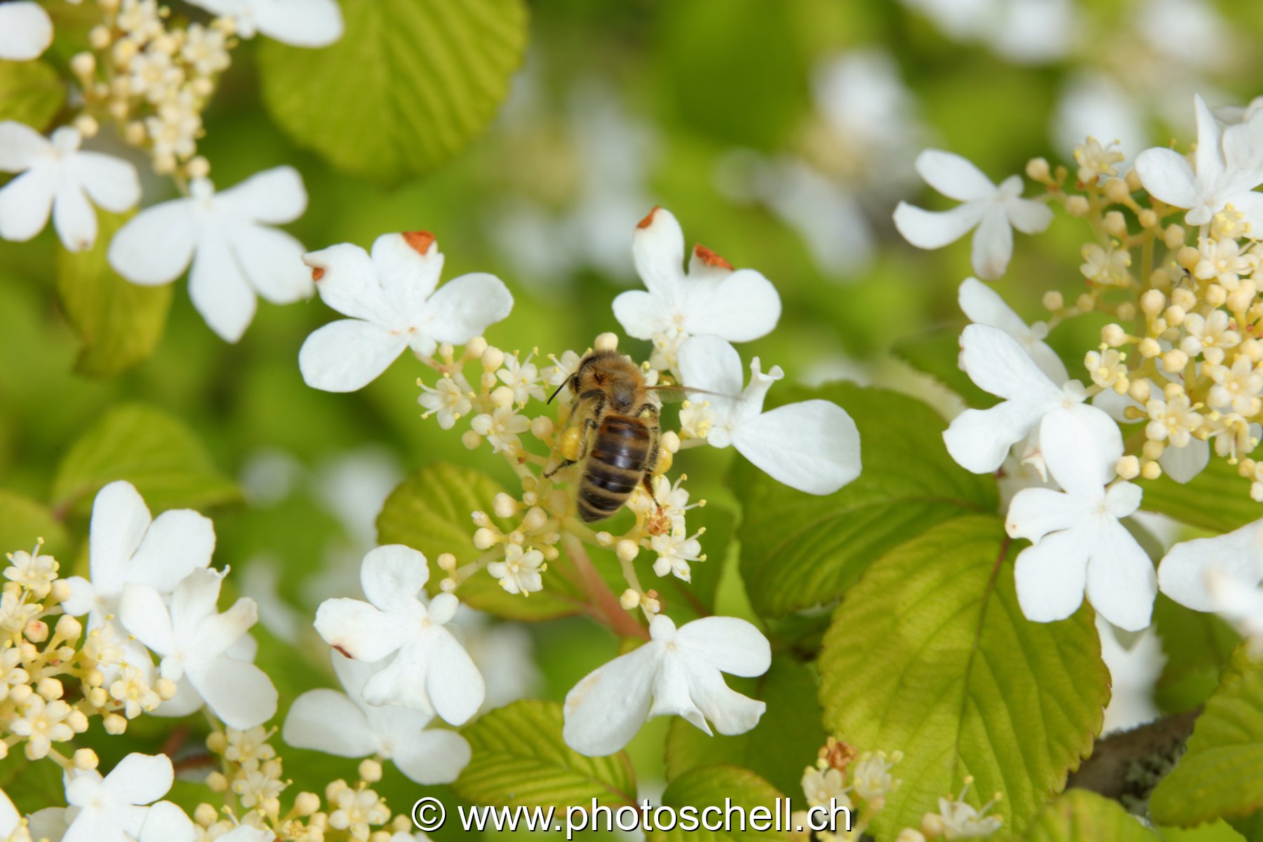 Abeille butinant