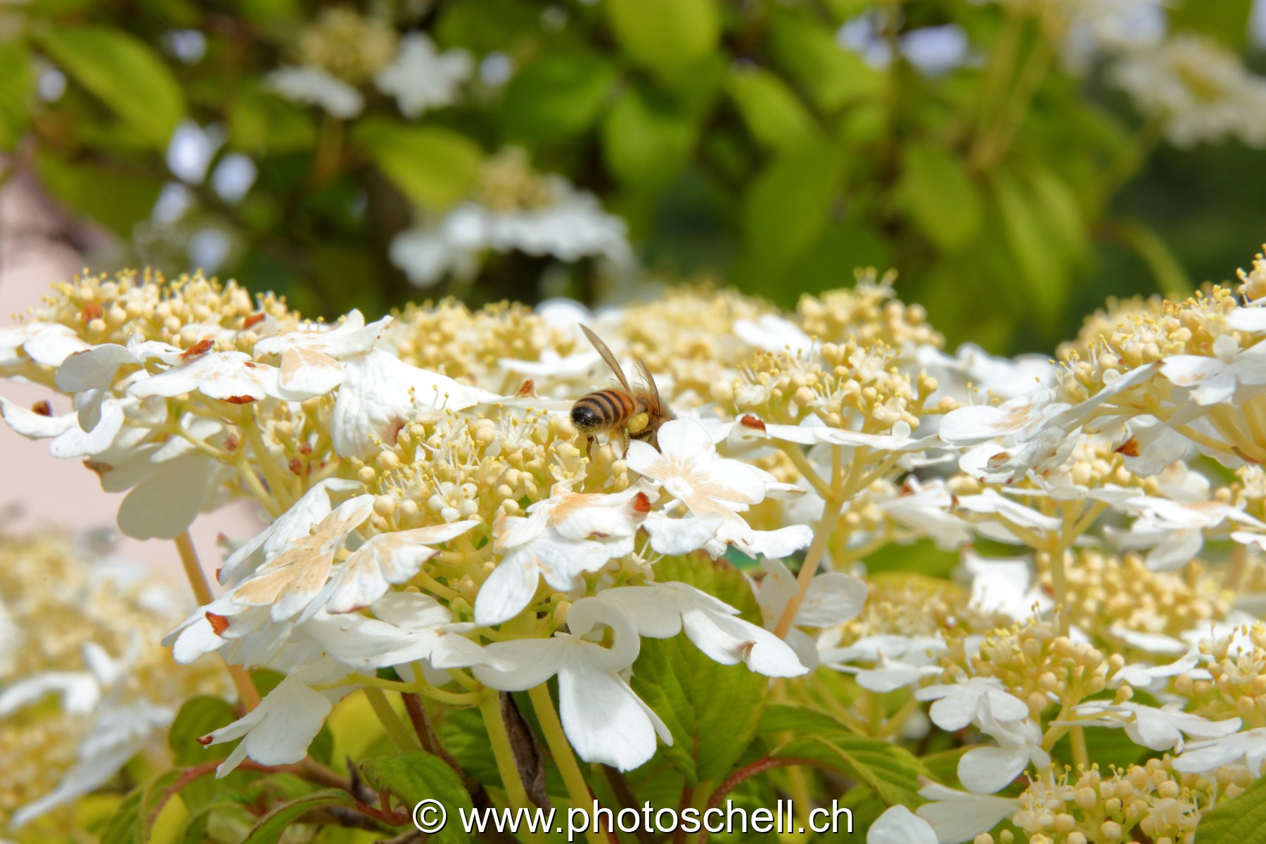Abeille butinant