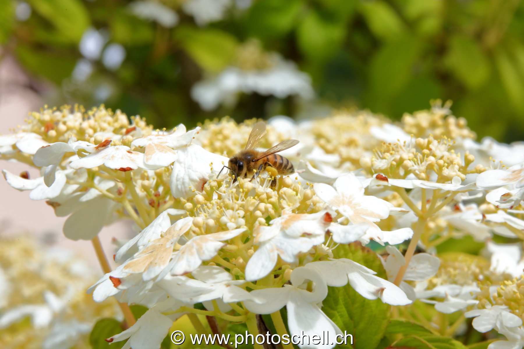 Abeille butinant