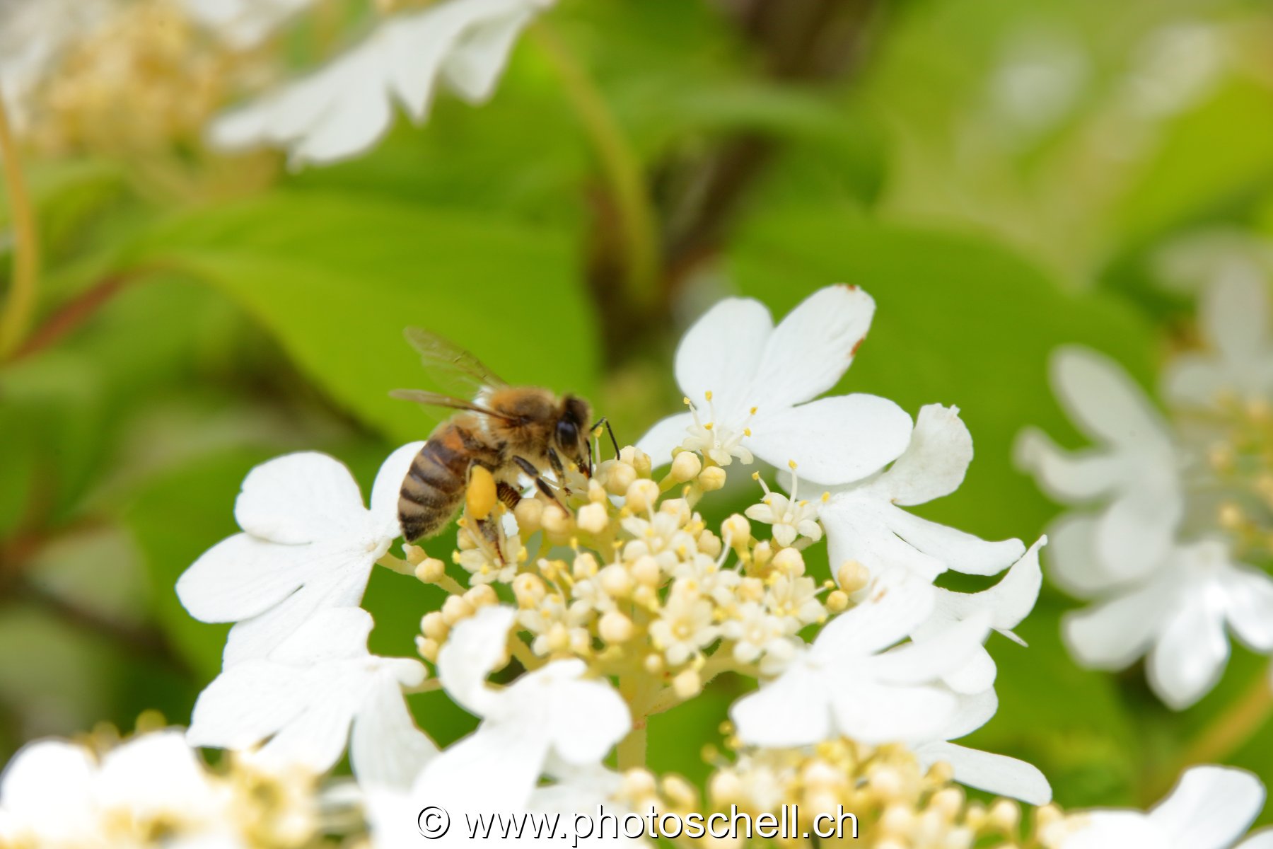 Abeille butinant (macro)