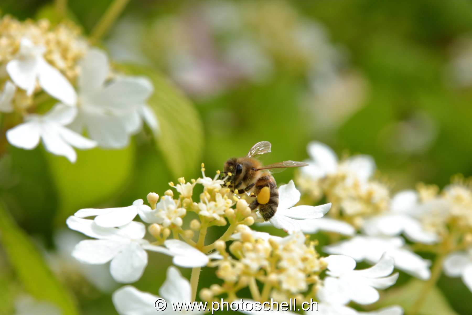 Abeille butinant (macro)