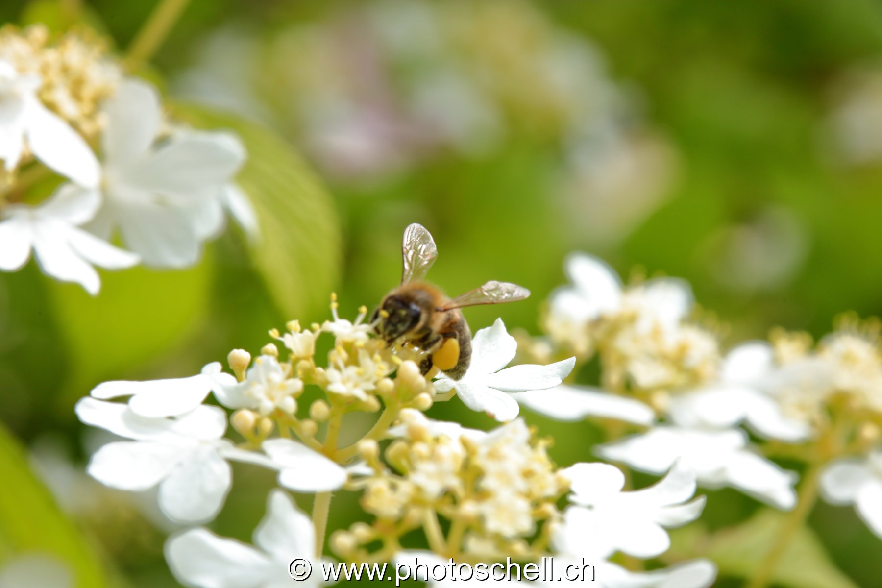 Abeille butinant (macro)
