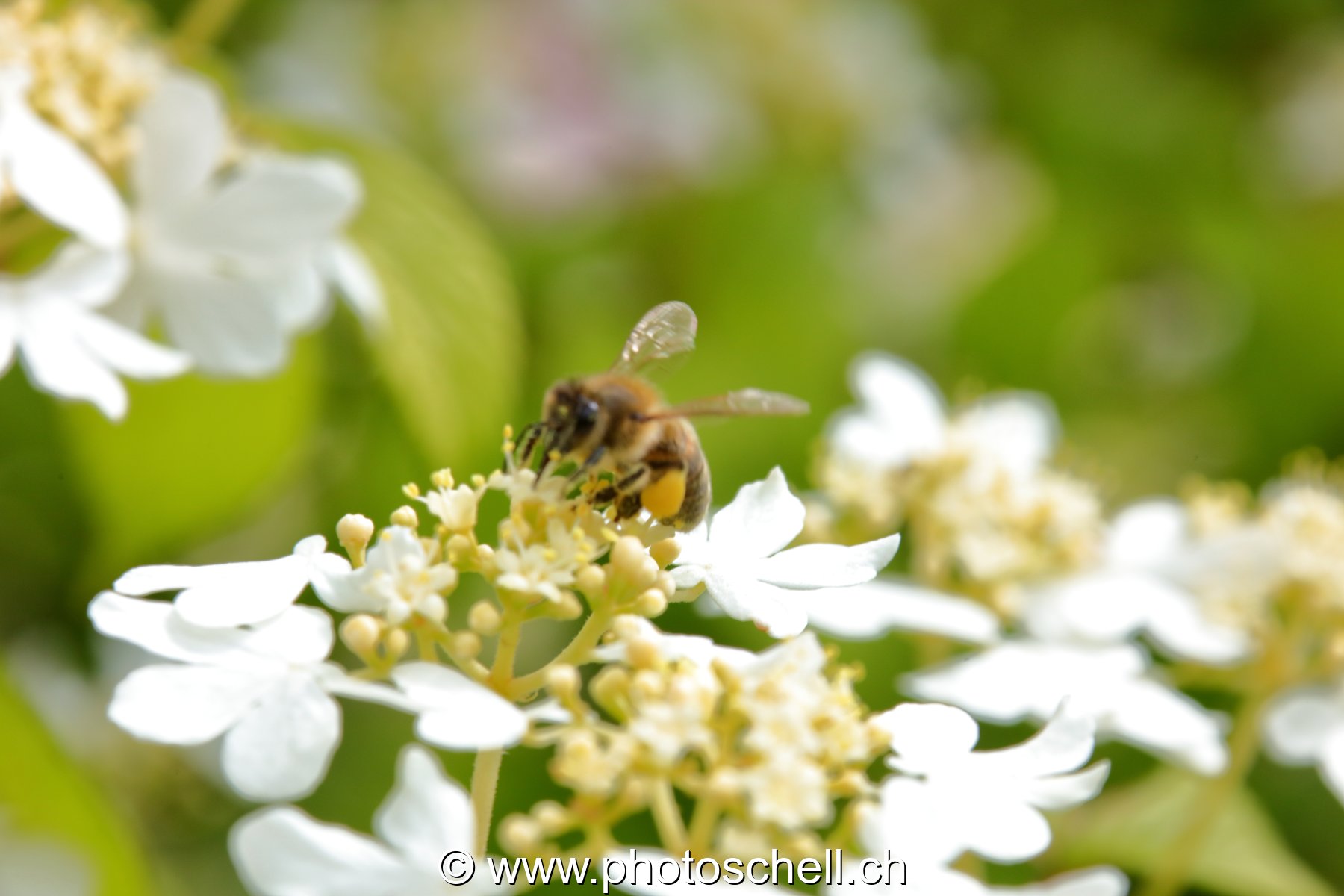 Abeille butinant (macro)