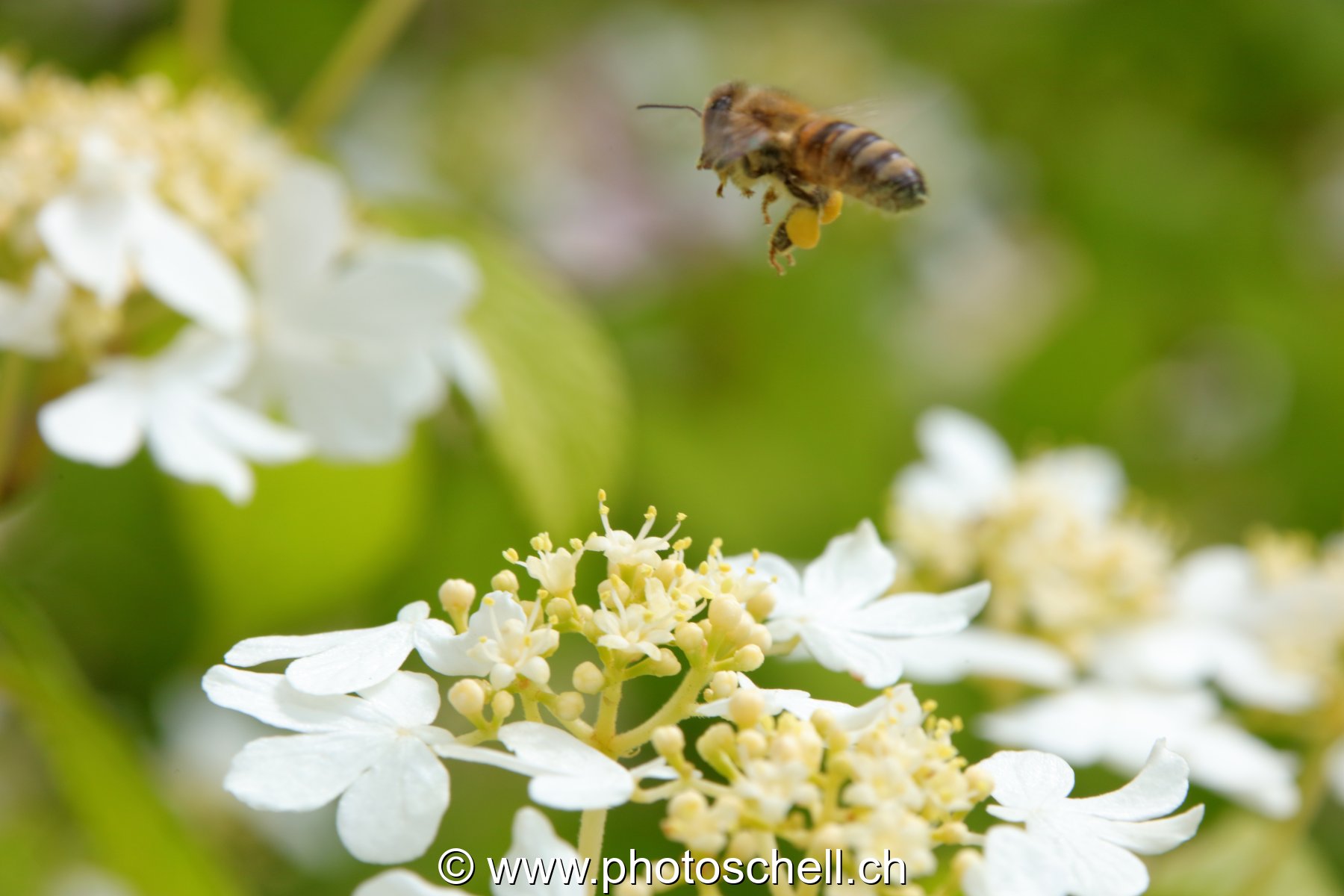Abeille au-dessus des fleurs (macro)