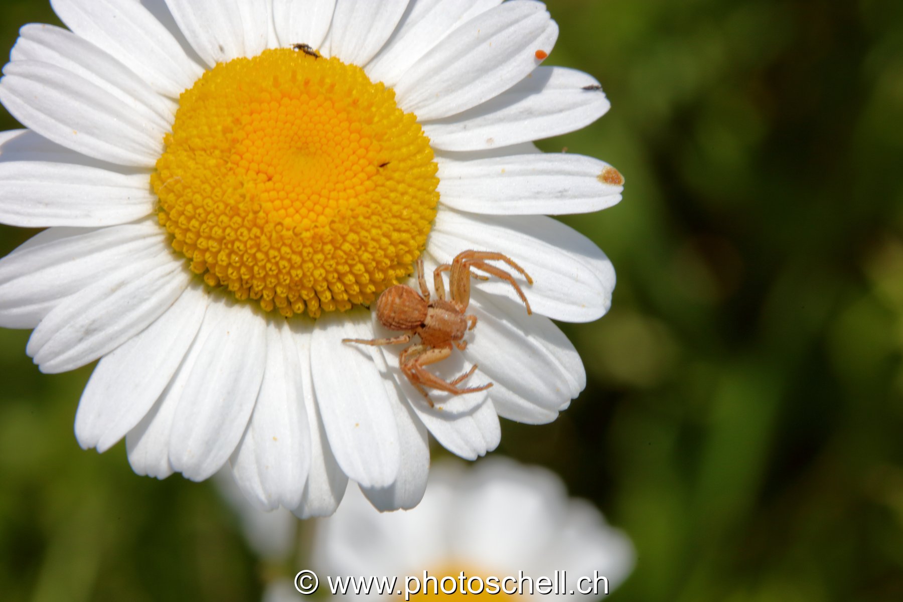 Araignée sur des pâquerettes (macro)