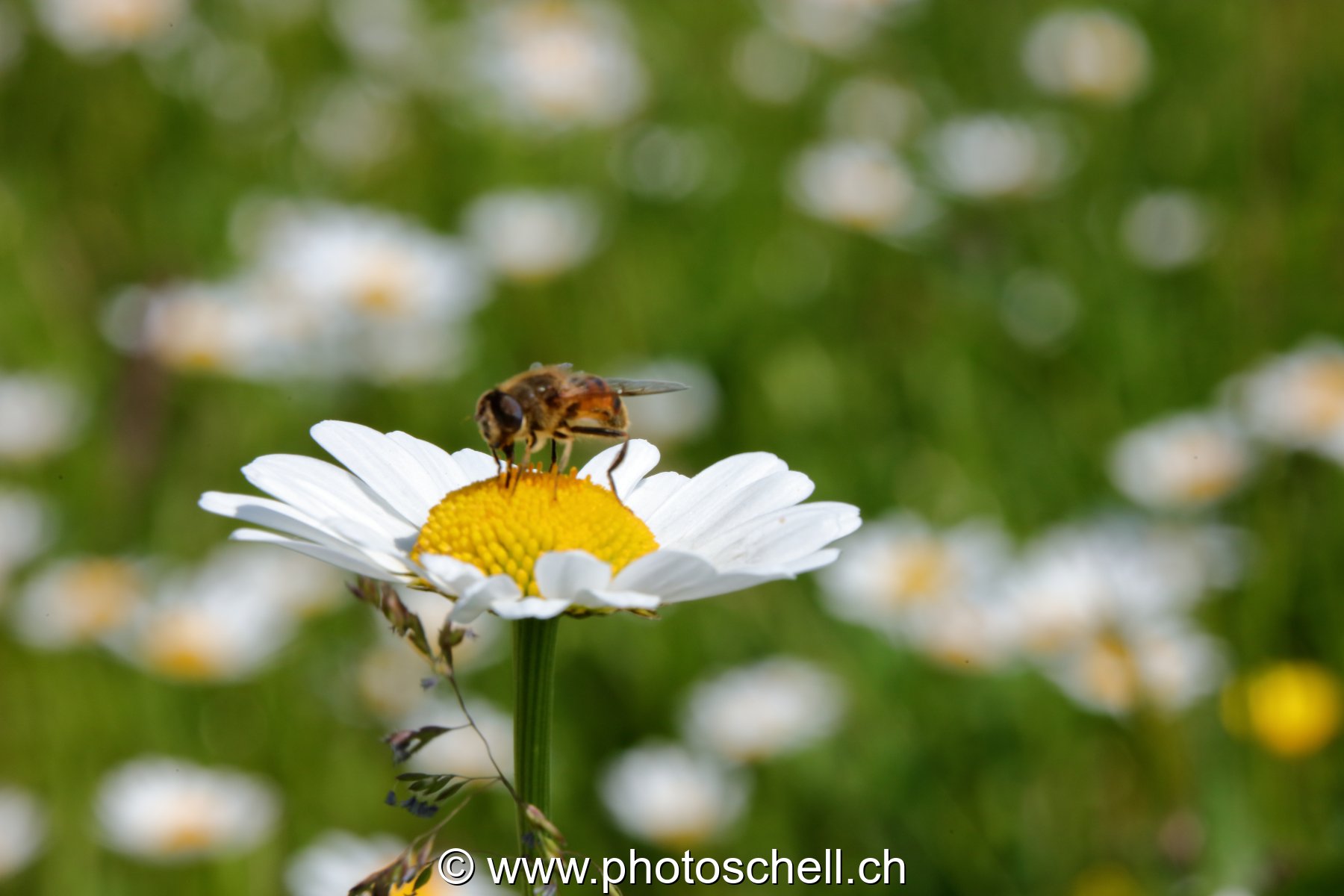 Mouche sur une marguerite sauvage (macro)