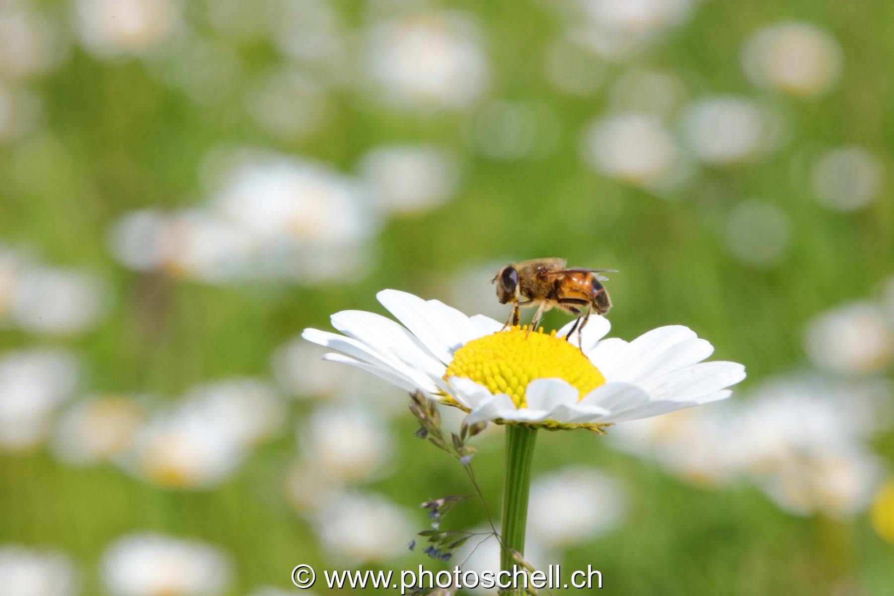Mouche sur une marguerite sauvage (macro)
