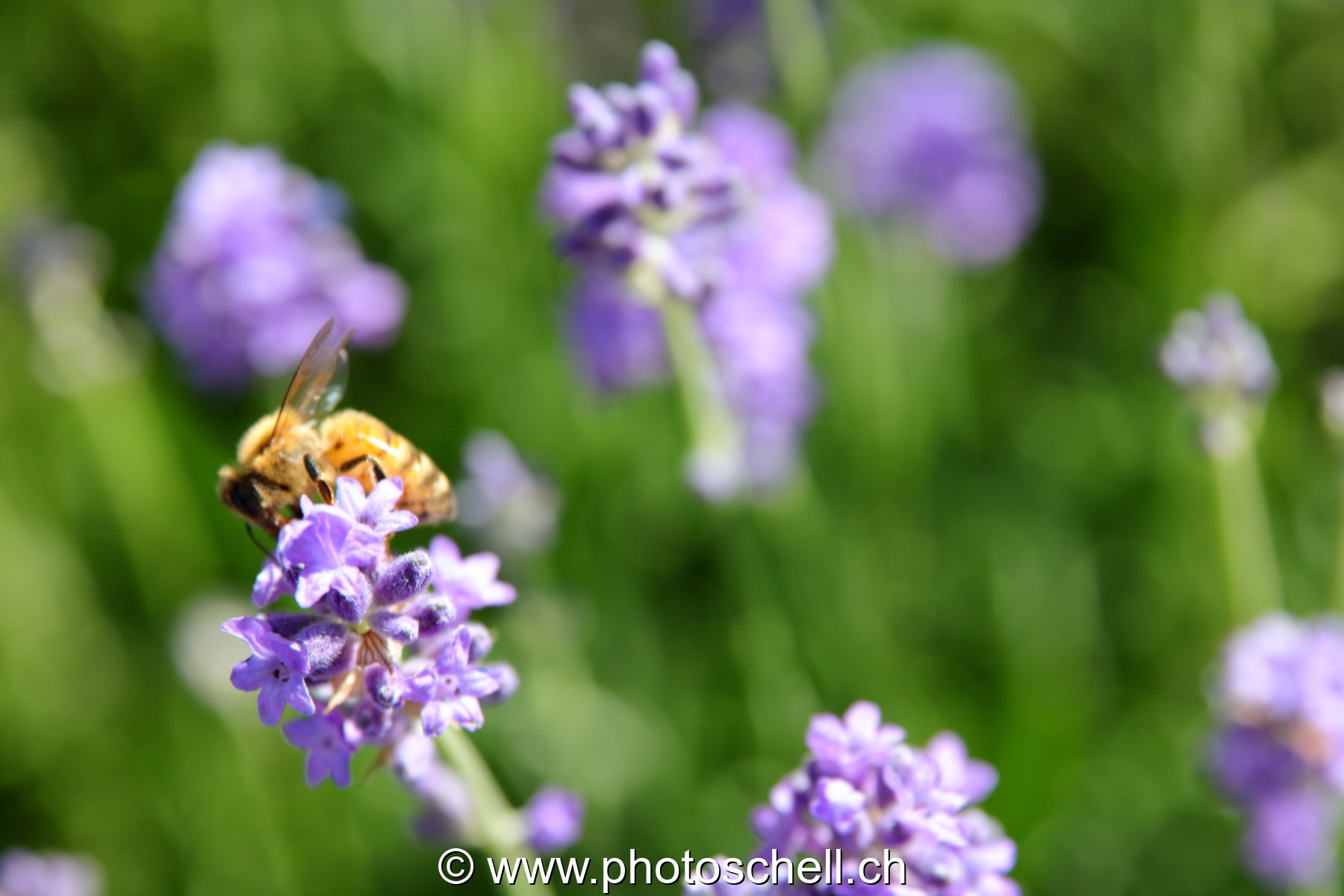 Abeille sur la lavande