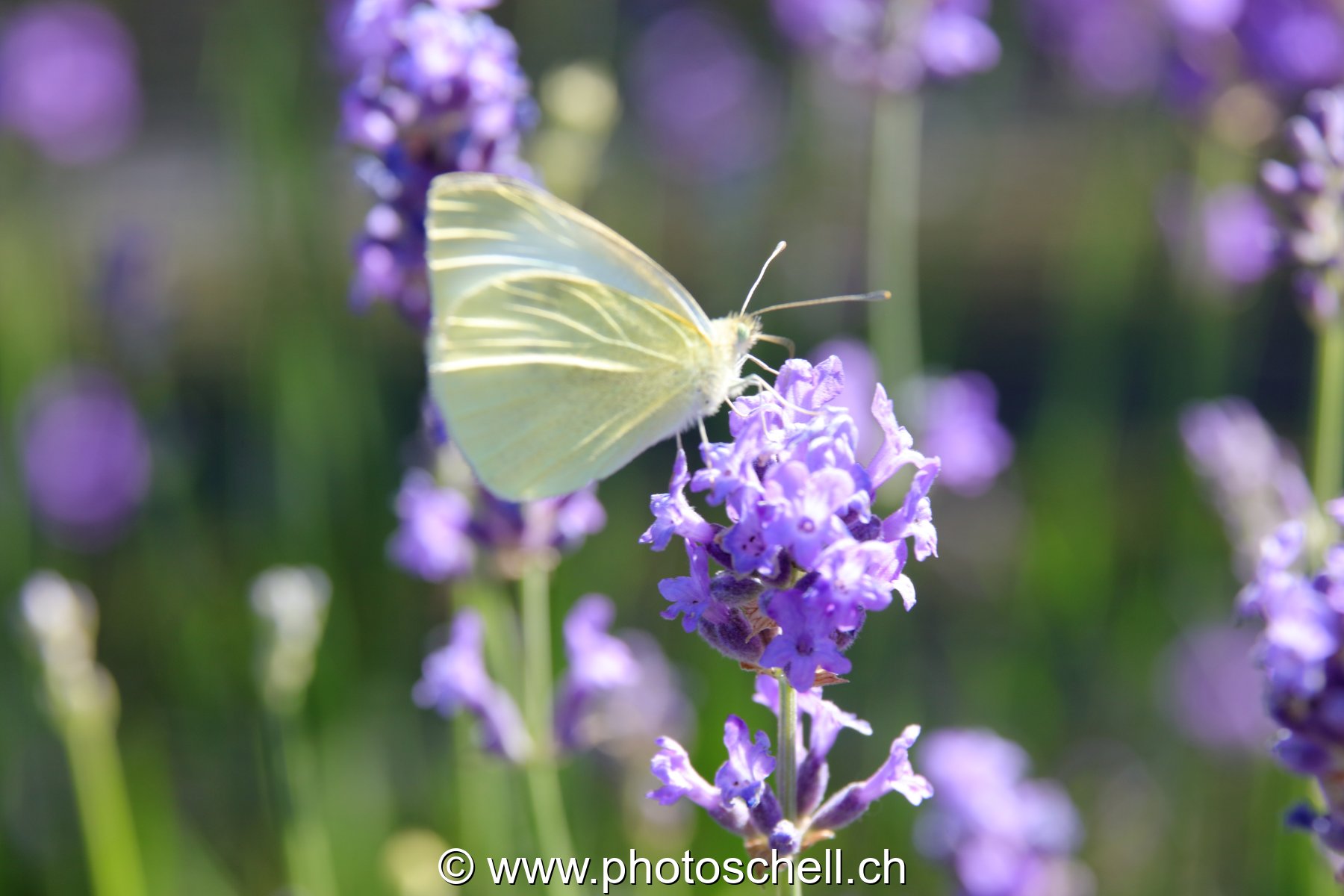 Papillon sur la lavande