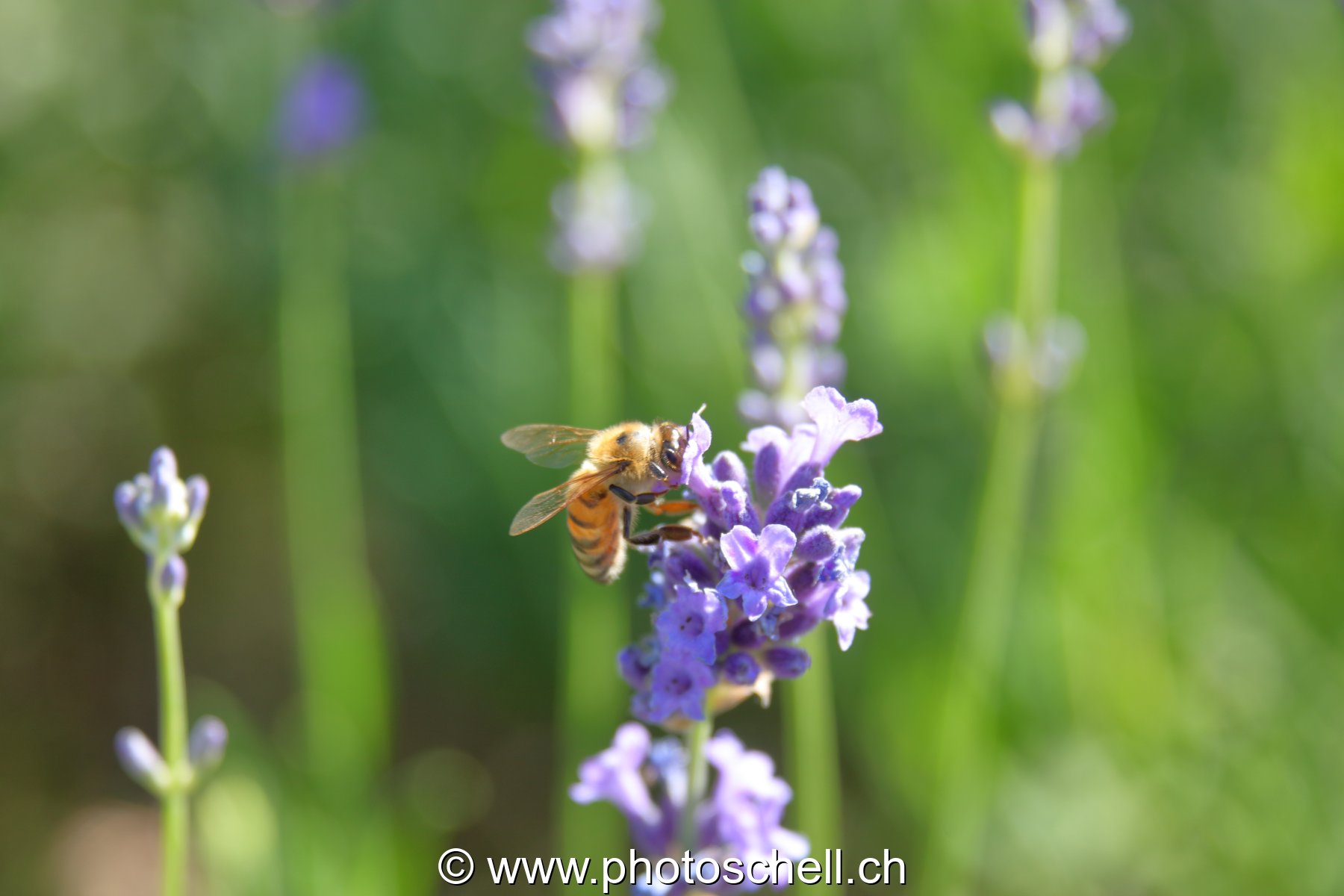 Abeille sur la lavande