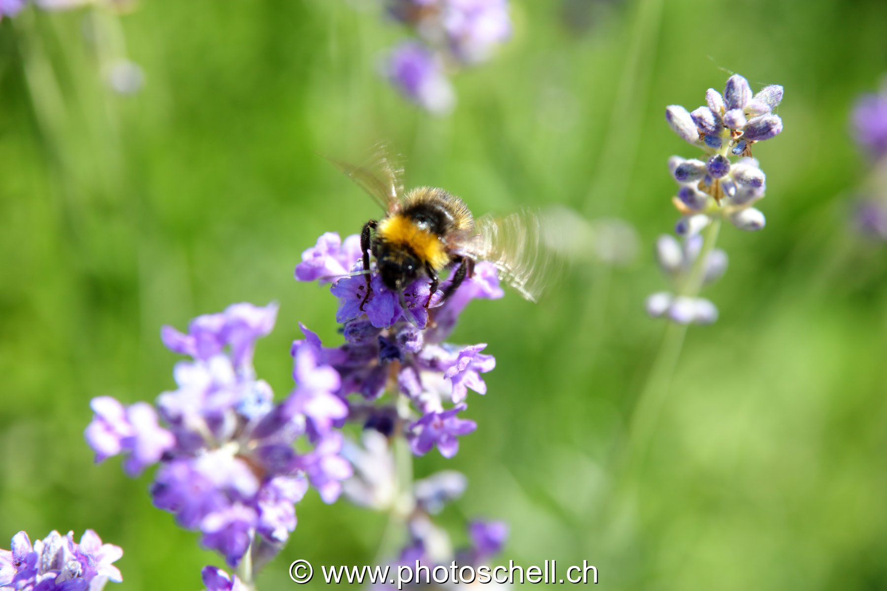Abeille sur la lavande