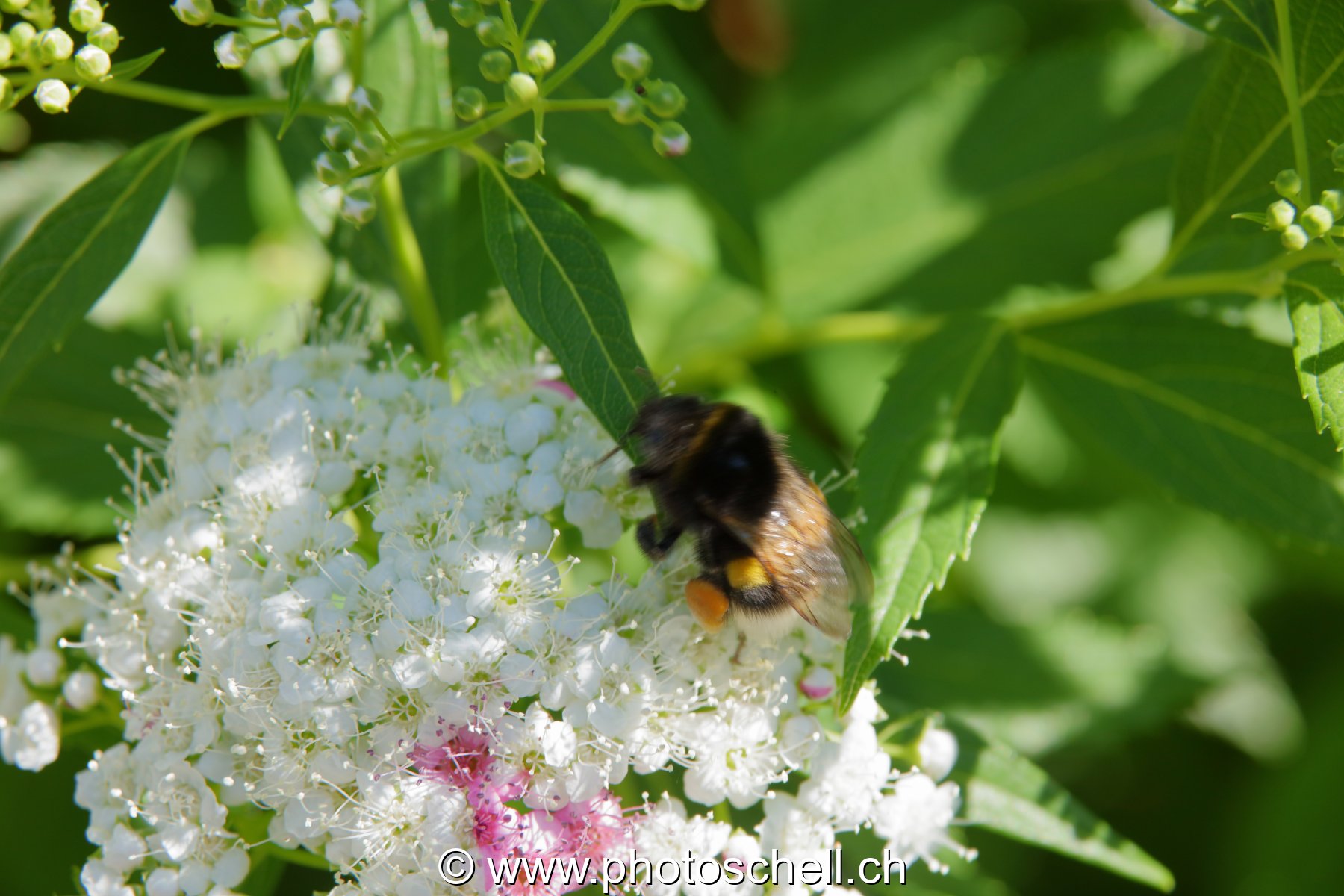 Bourdon sur les fleurs