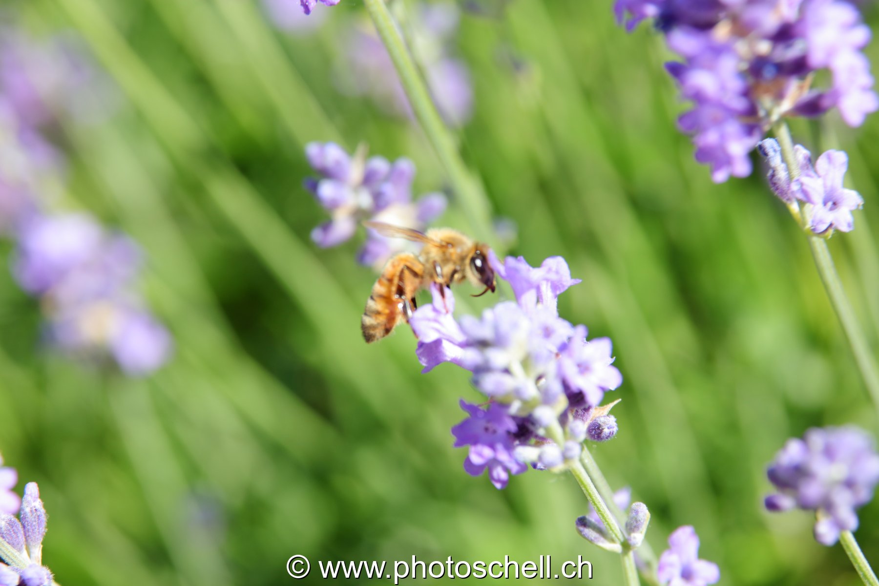 Abeille sur la lavande