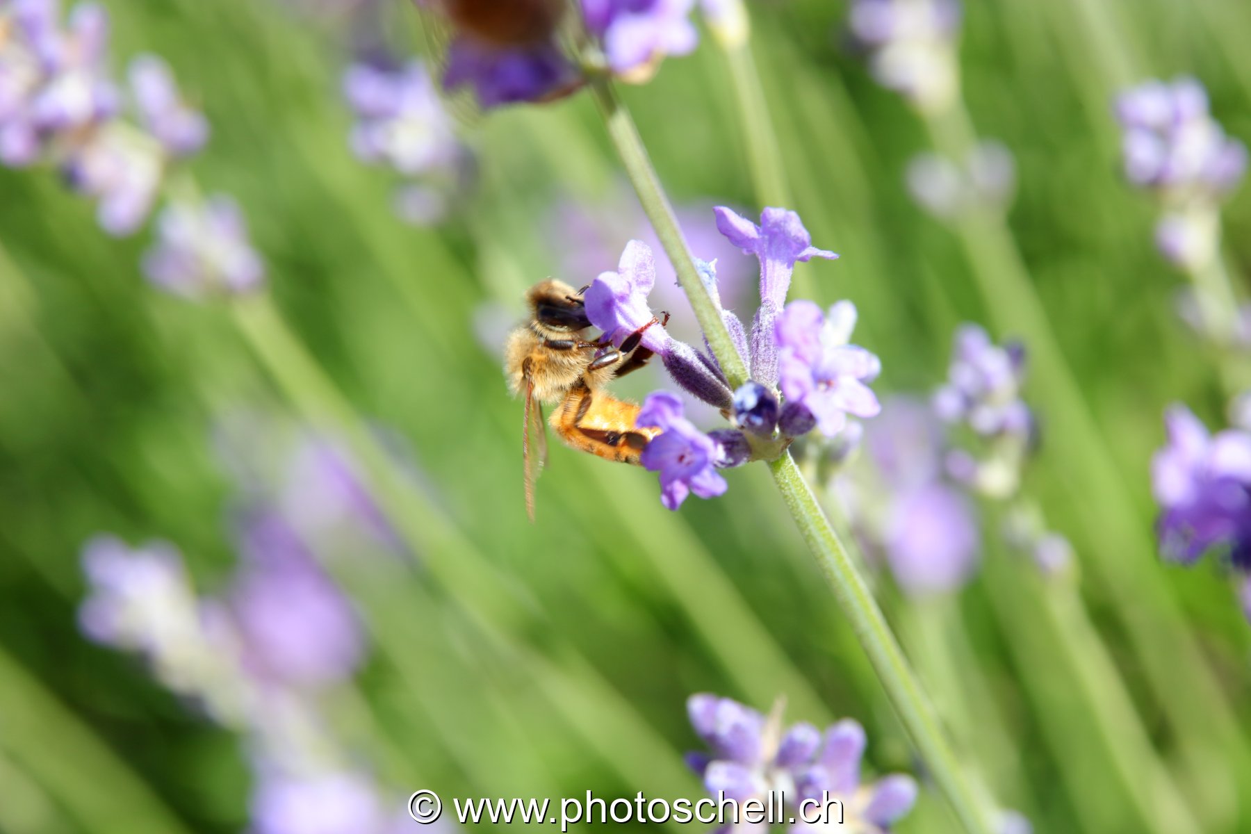 Abeille sur la lavande