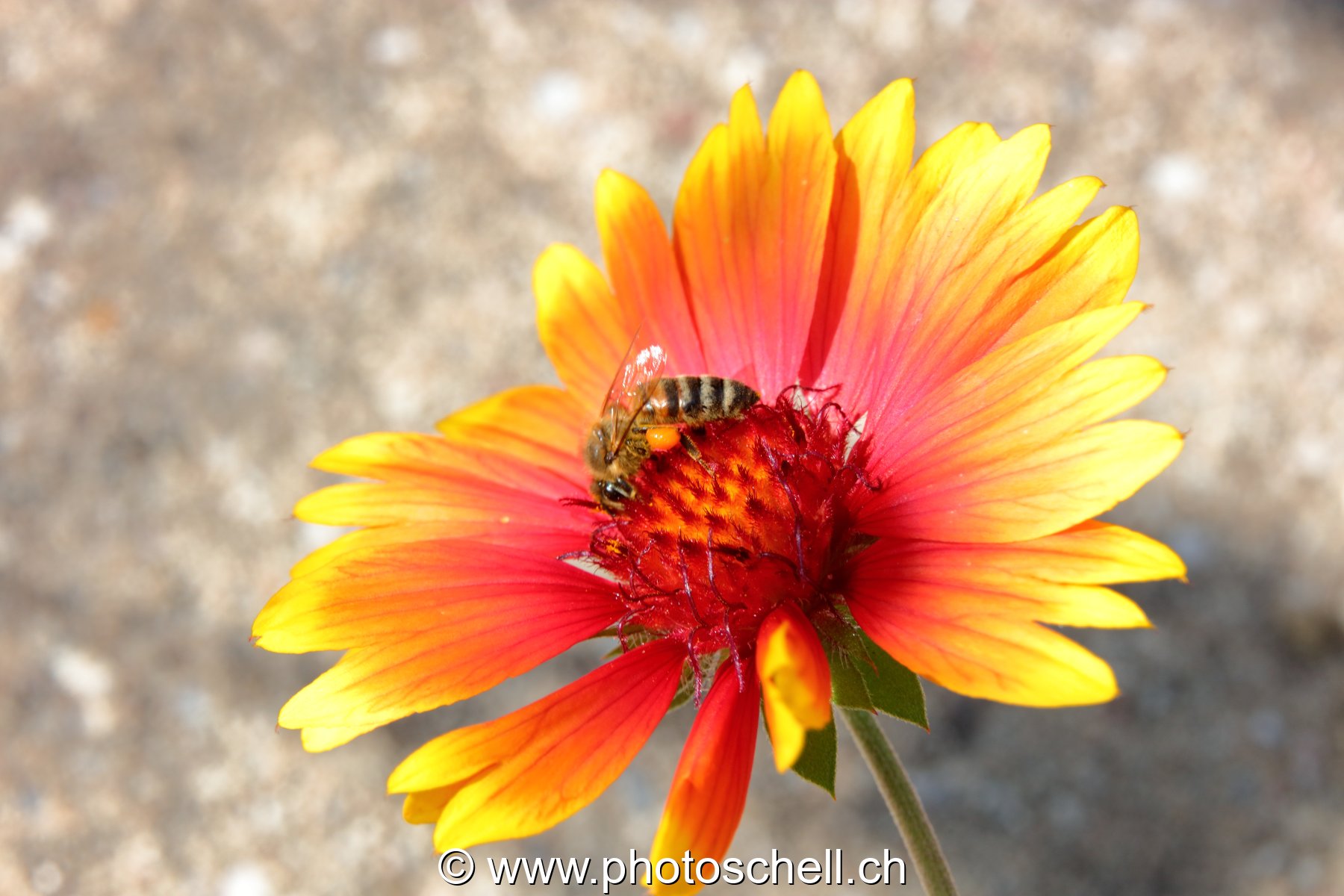 Abeille butinant