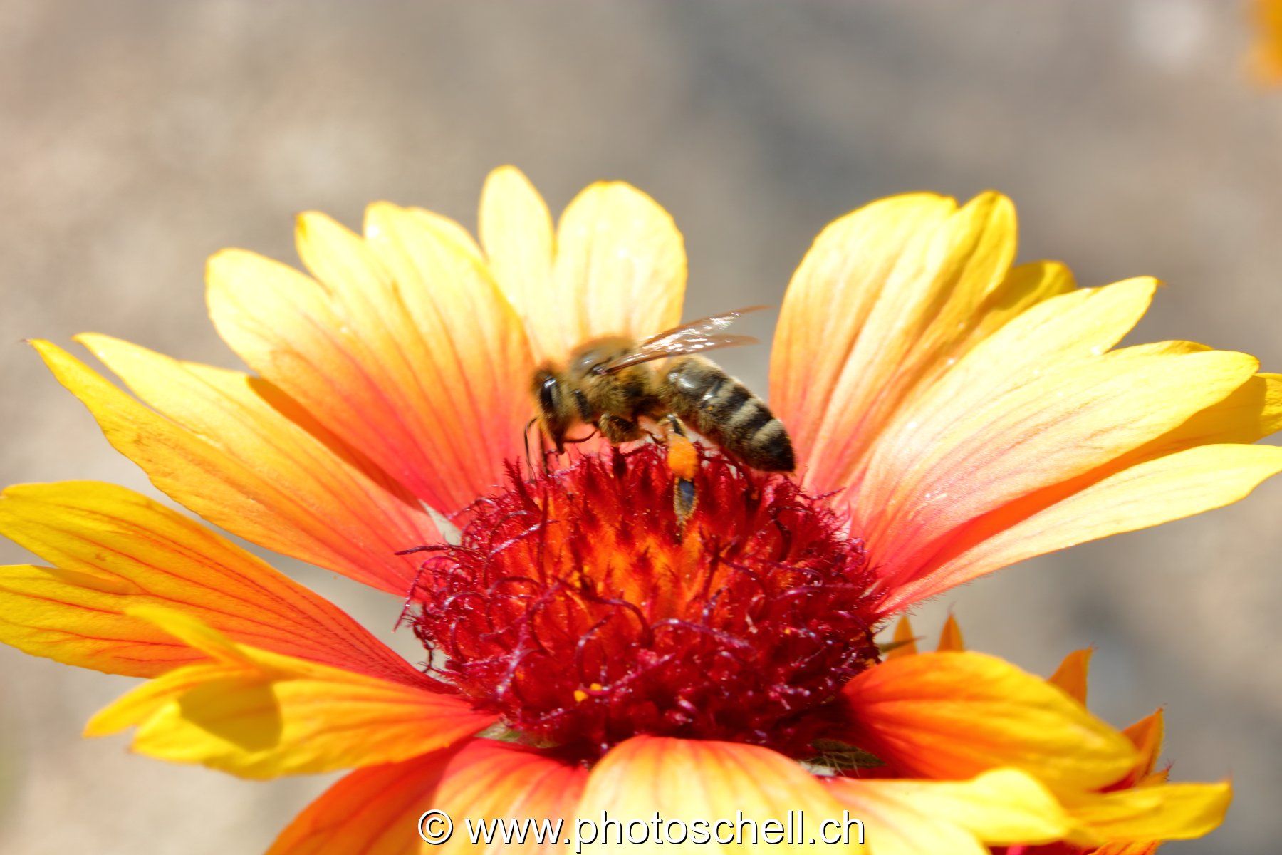 Abeille butinant (macro)
