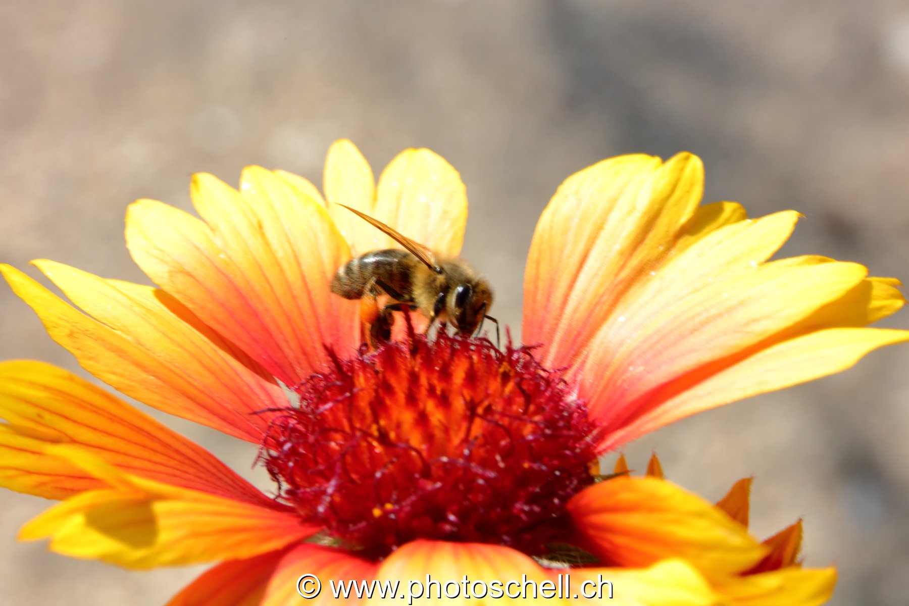Abeille butinant (macro)