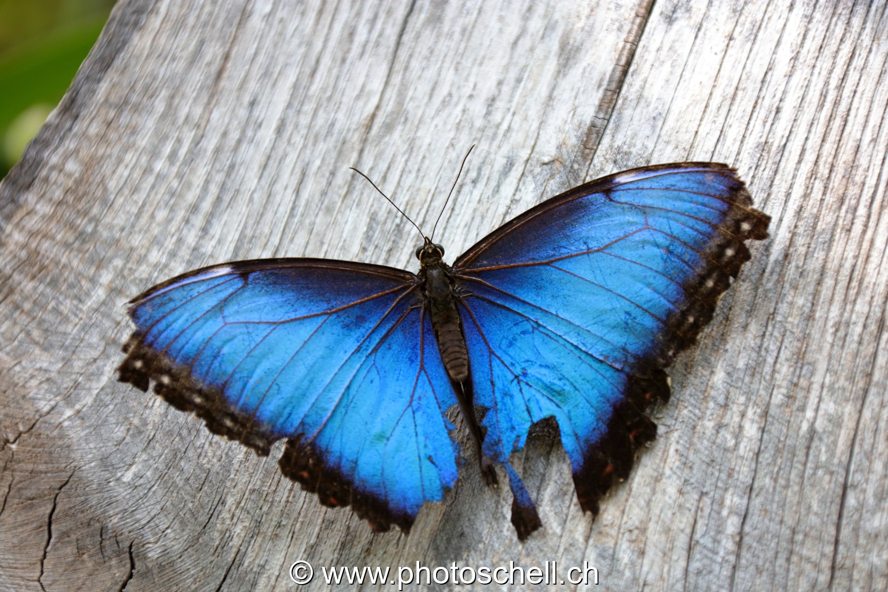 Morpho