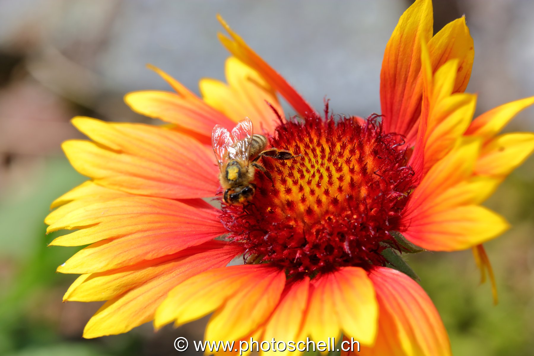 Abeille butinant (macro)