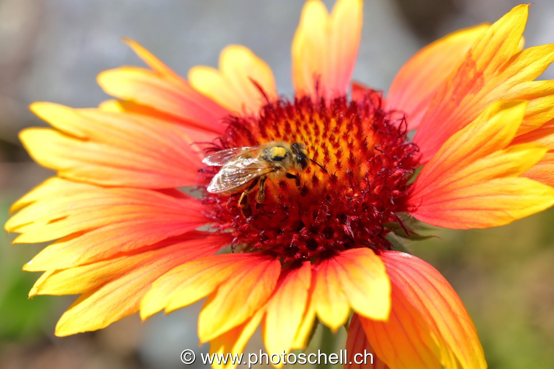 Abeille butinant (macro)