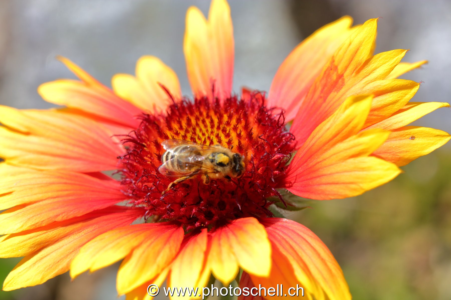 Abeille butinant (macro)