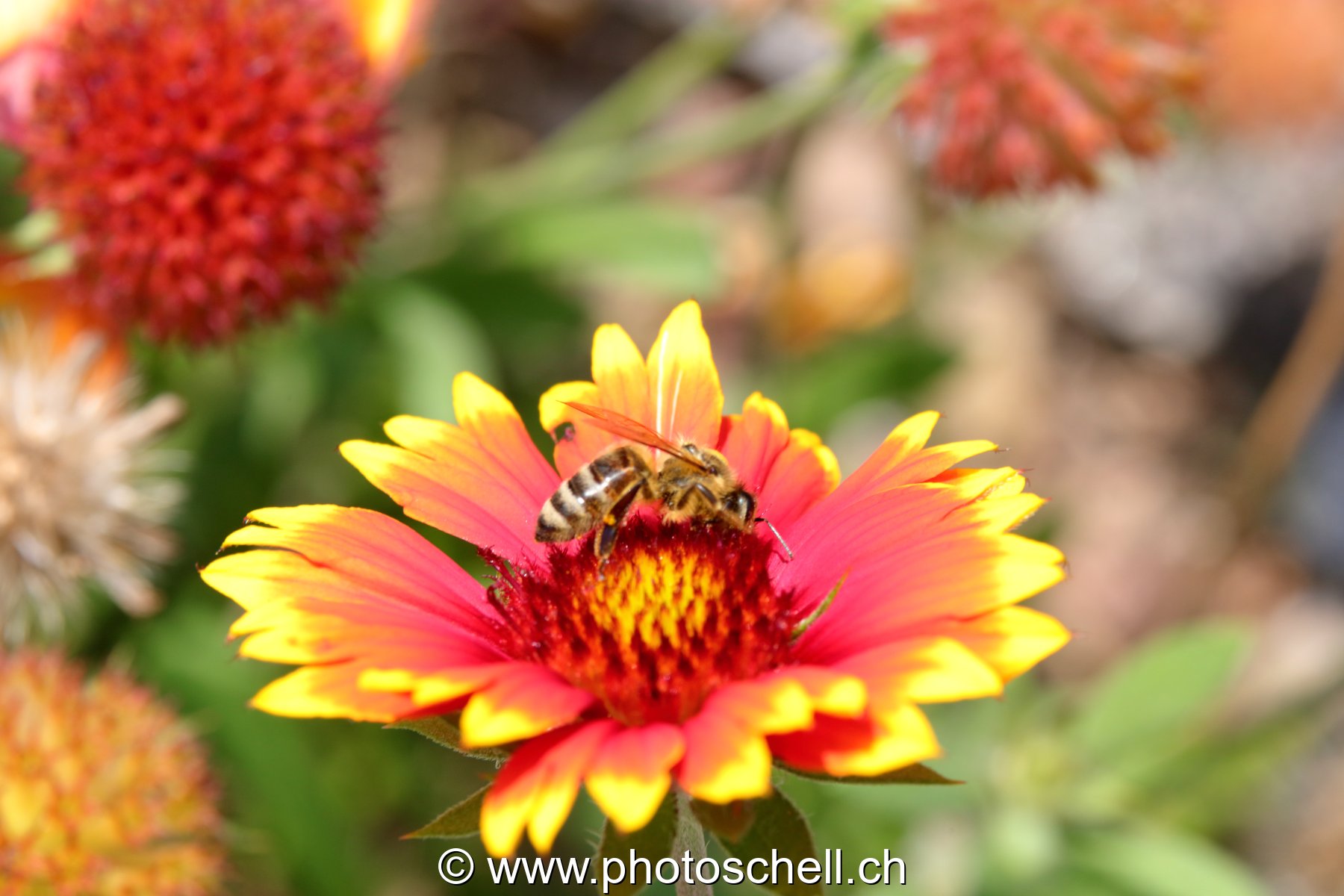 Abeille butinant