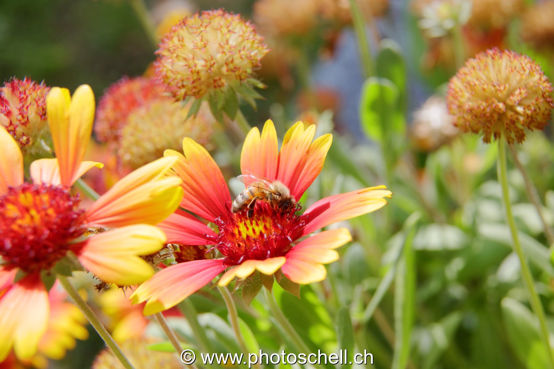 Abeille butinant