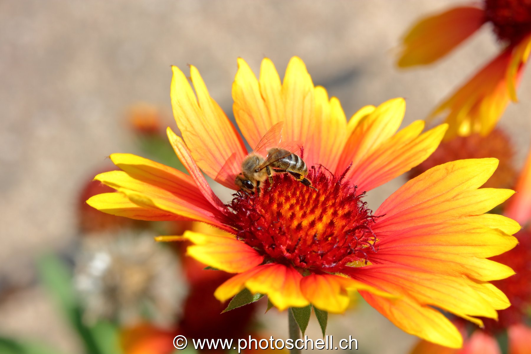 Abeille butinant