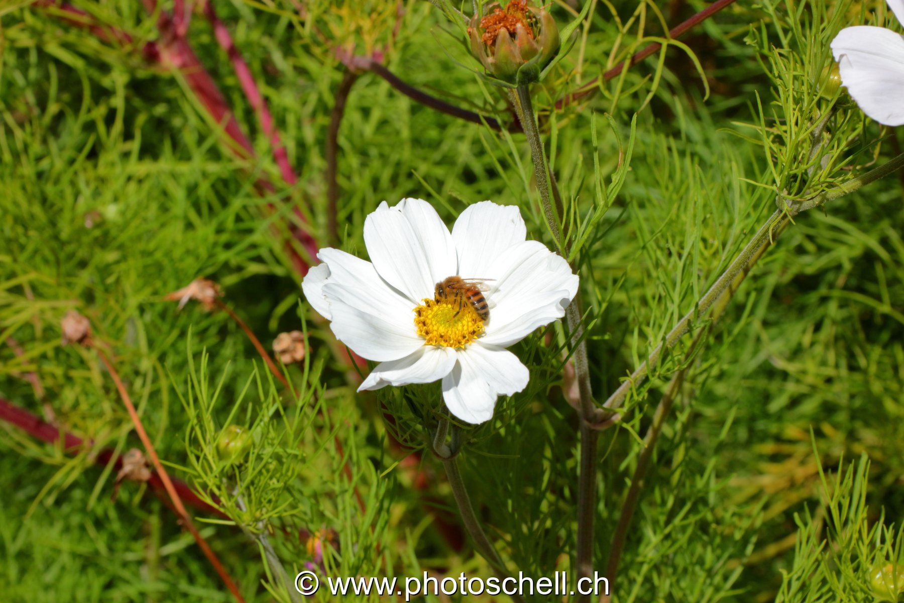 Abeille sur sa fleur
