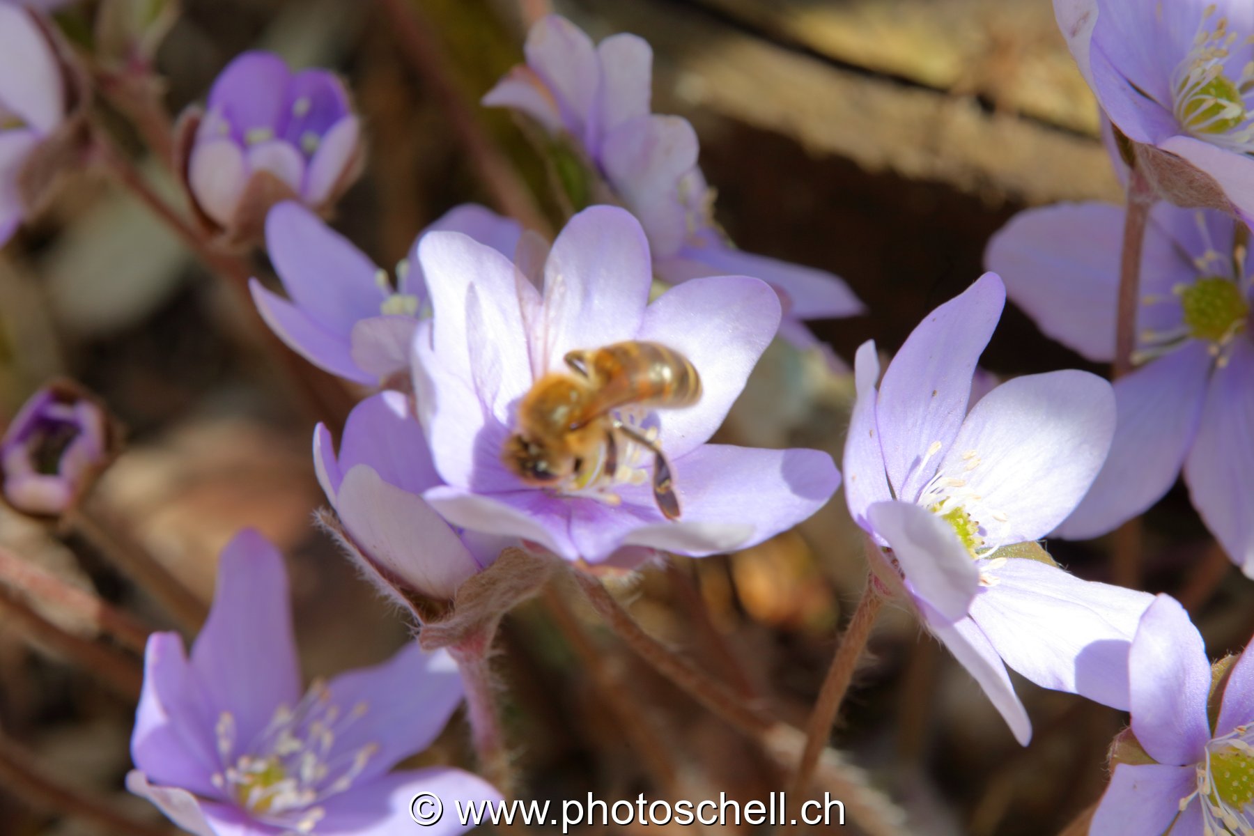 Abeille dans les violettes