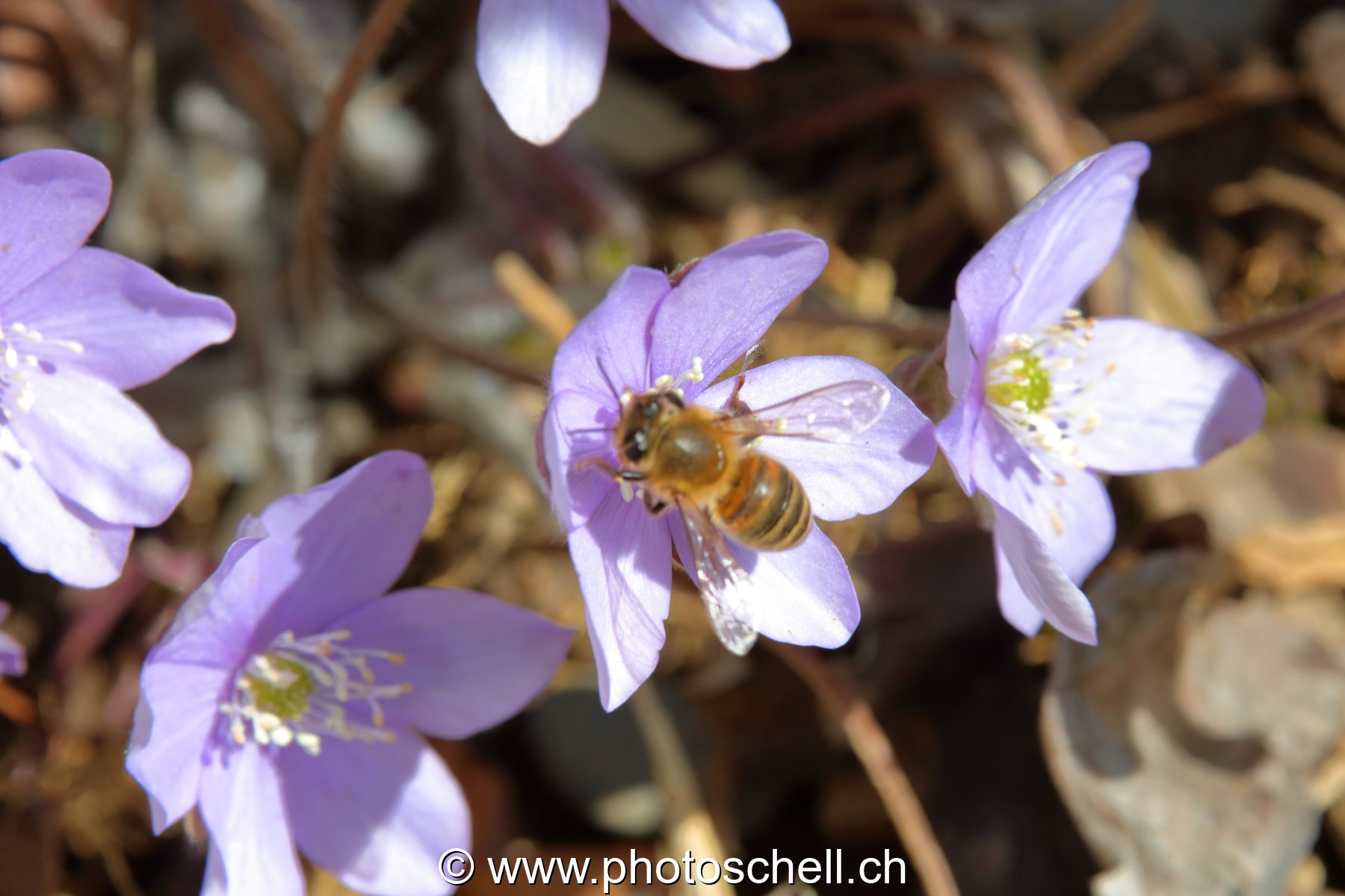 Abeille dans les violettes