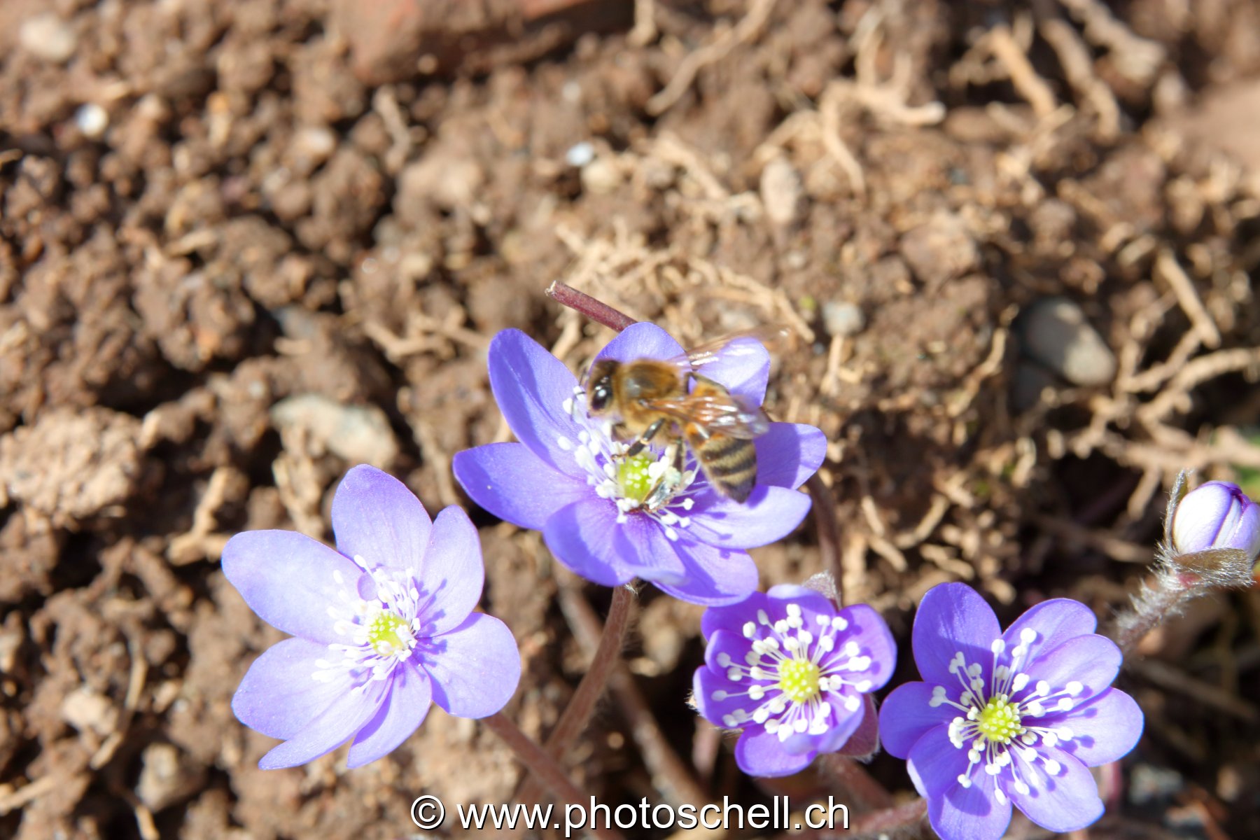 Abeille dans les violettes