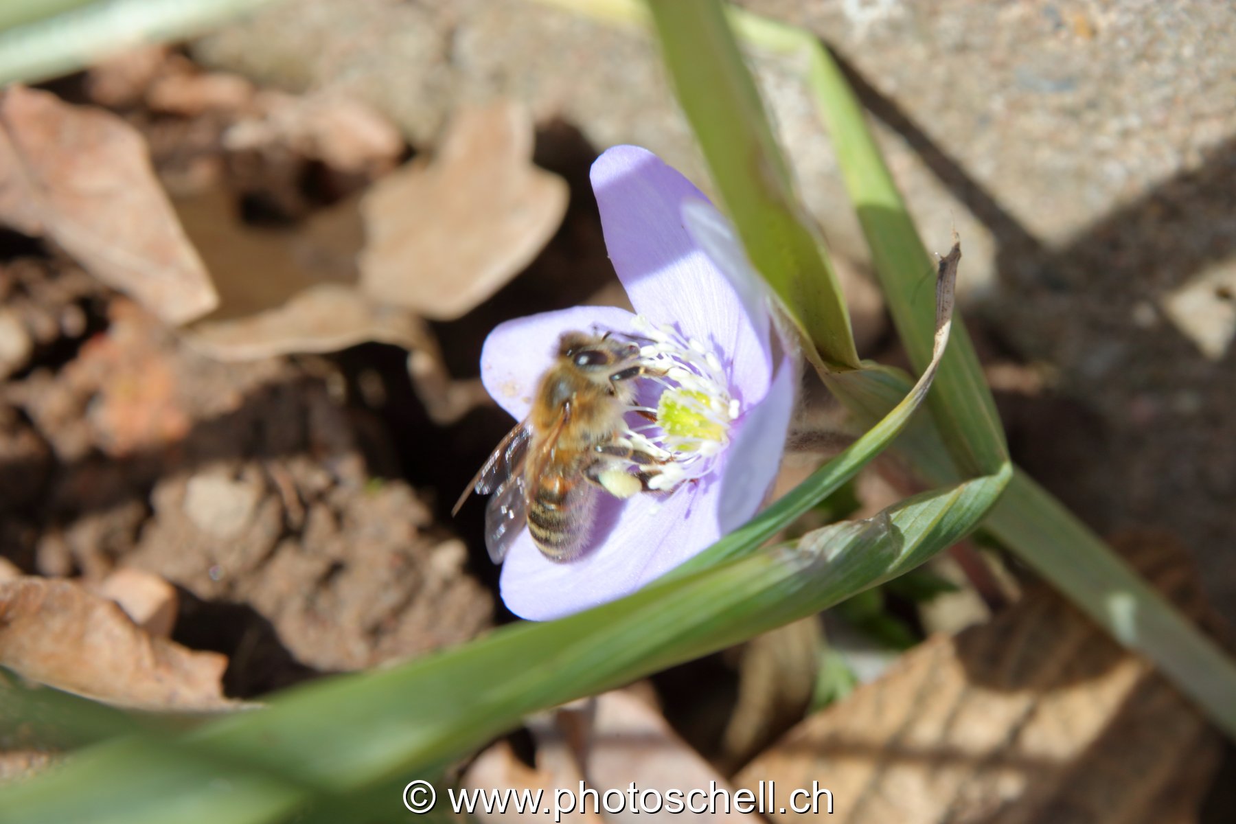 Abeille dans les violettes