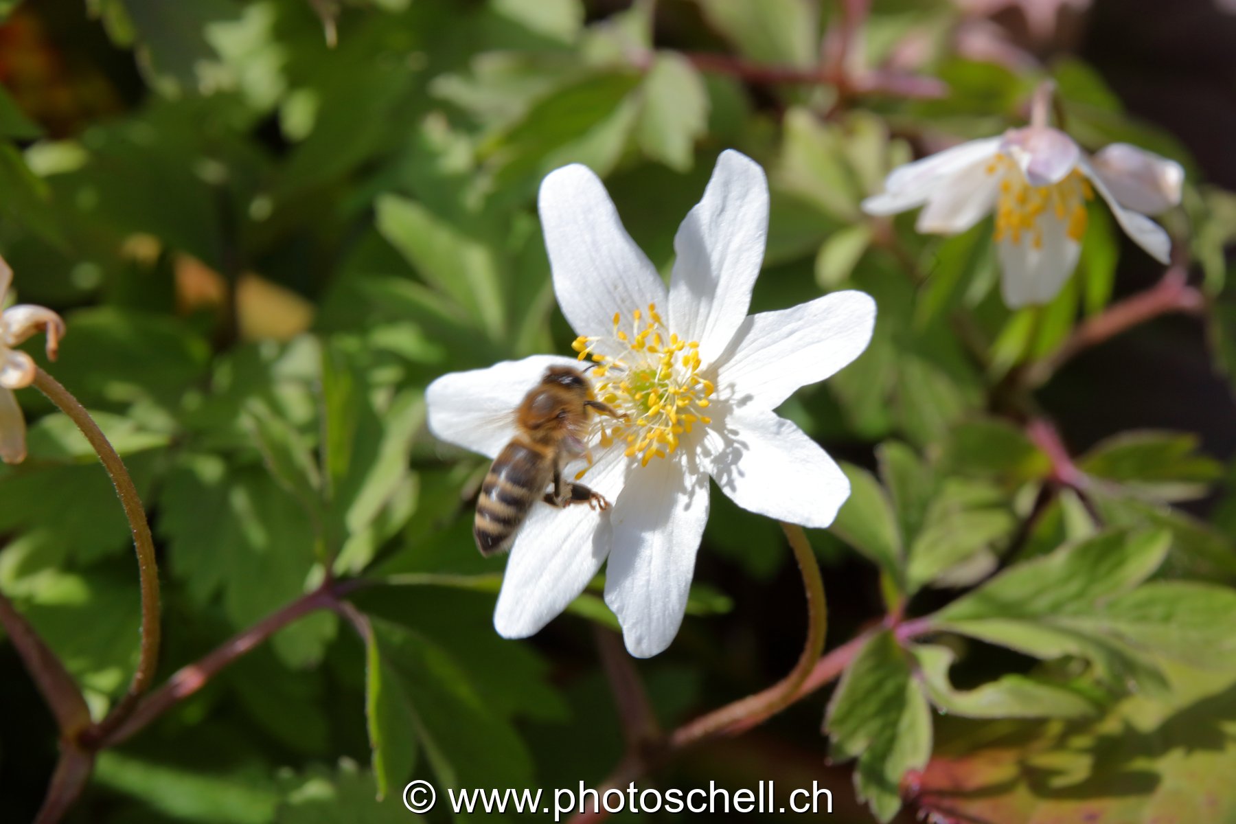 Abeille butinant un coucou