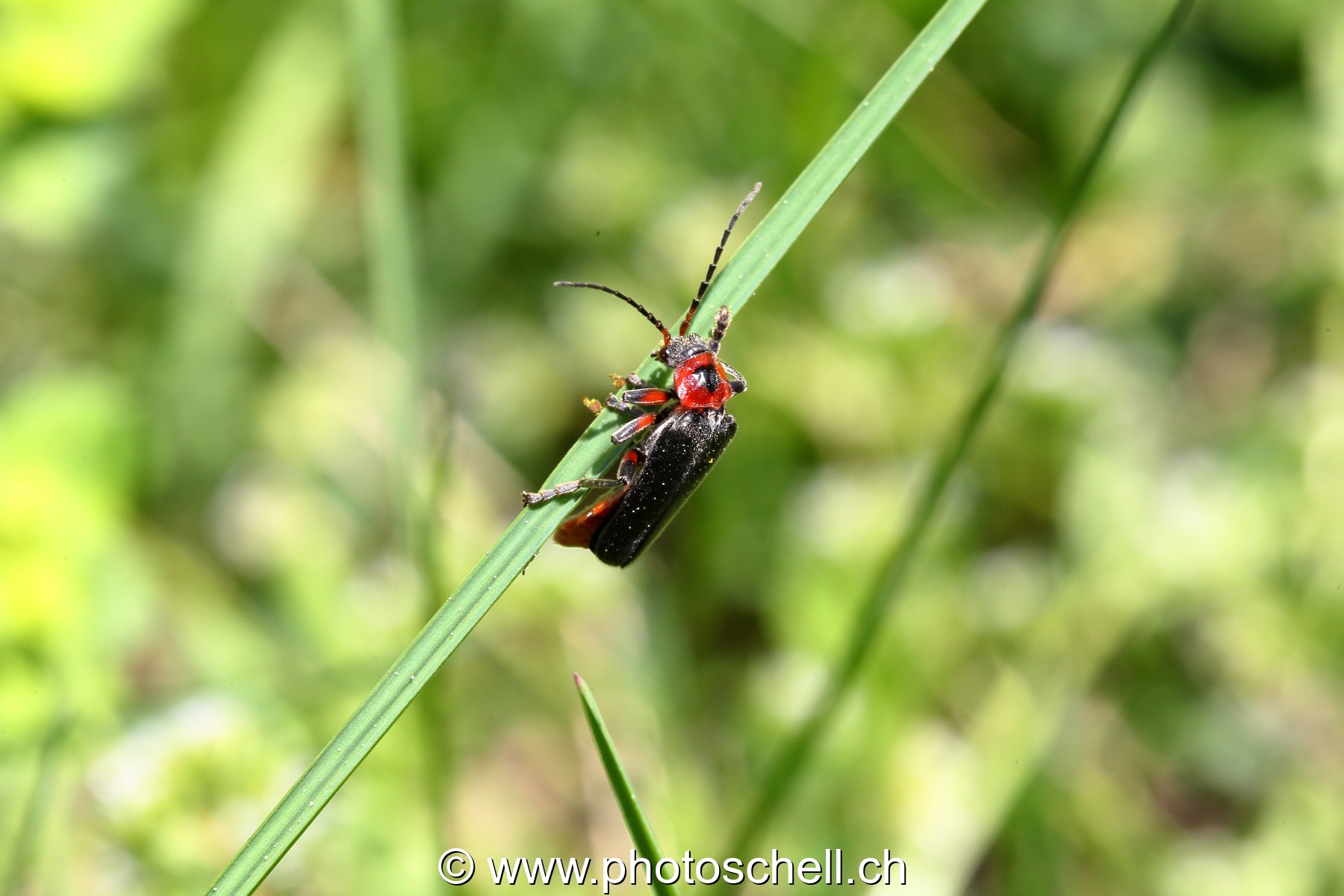 Insecte (macro)