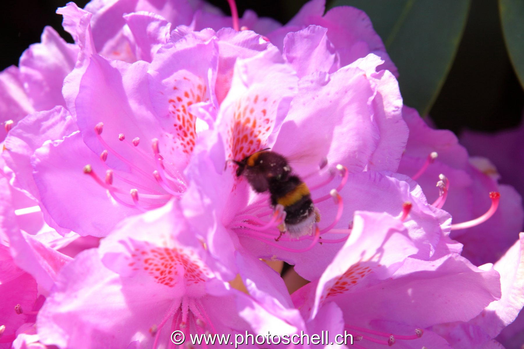 Bourdon dans sa fleur