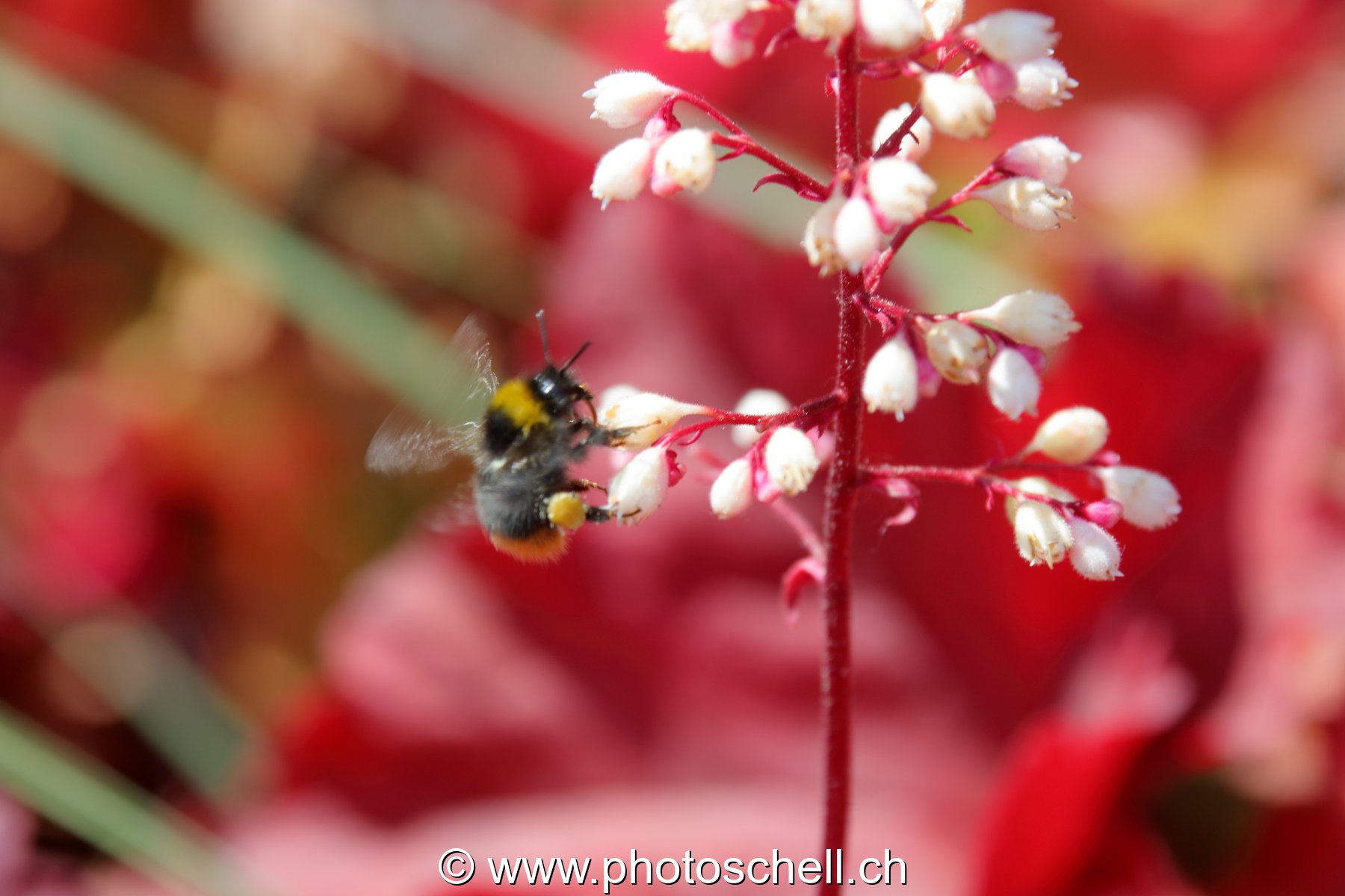 Bourdon en vol (macro)