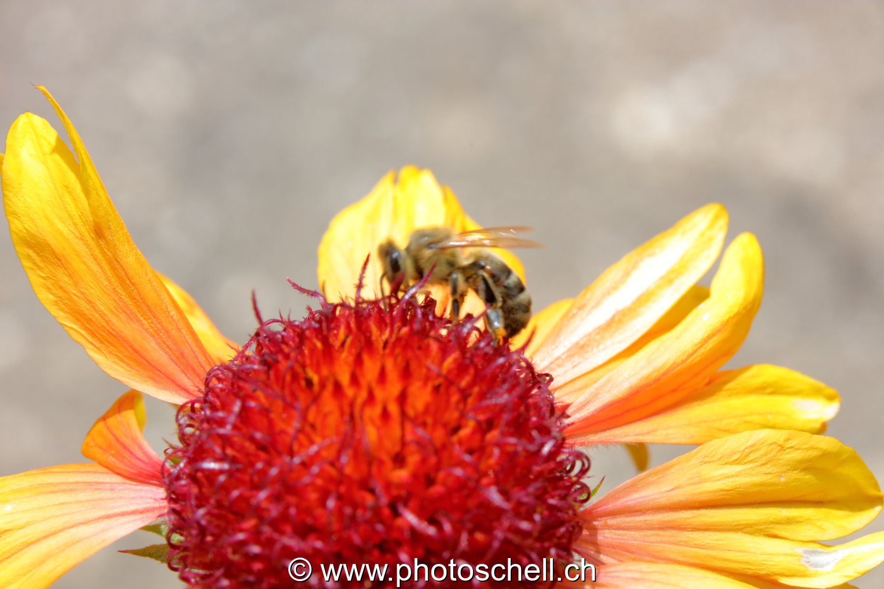 Abeille sur le coeur d'une fleur