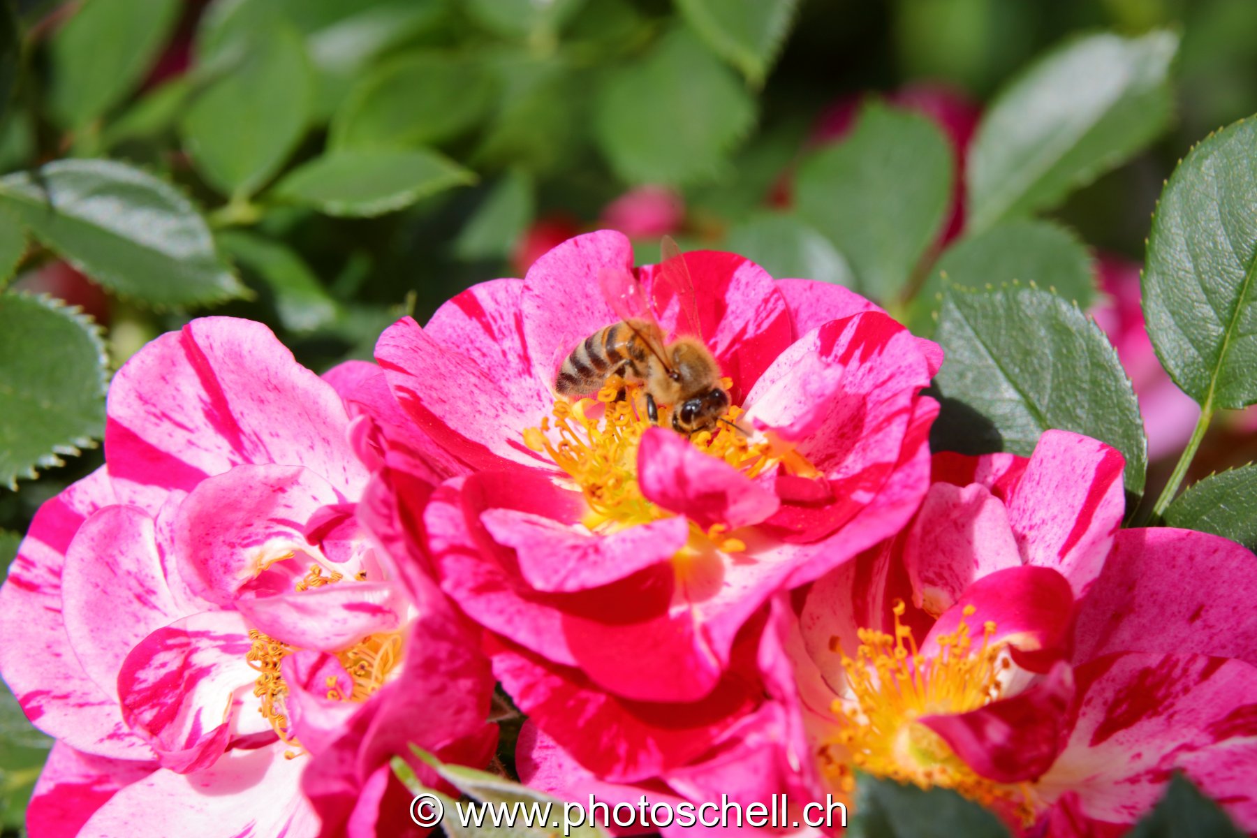 Abeille sur une rose sauvage