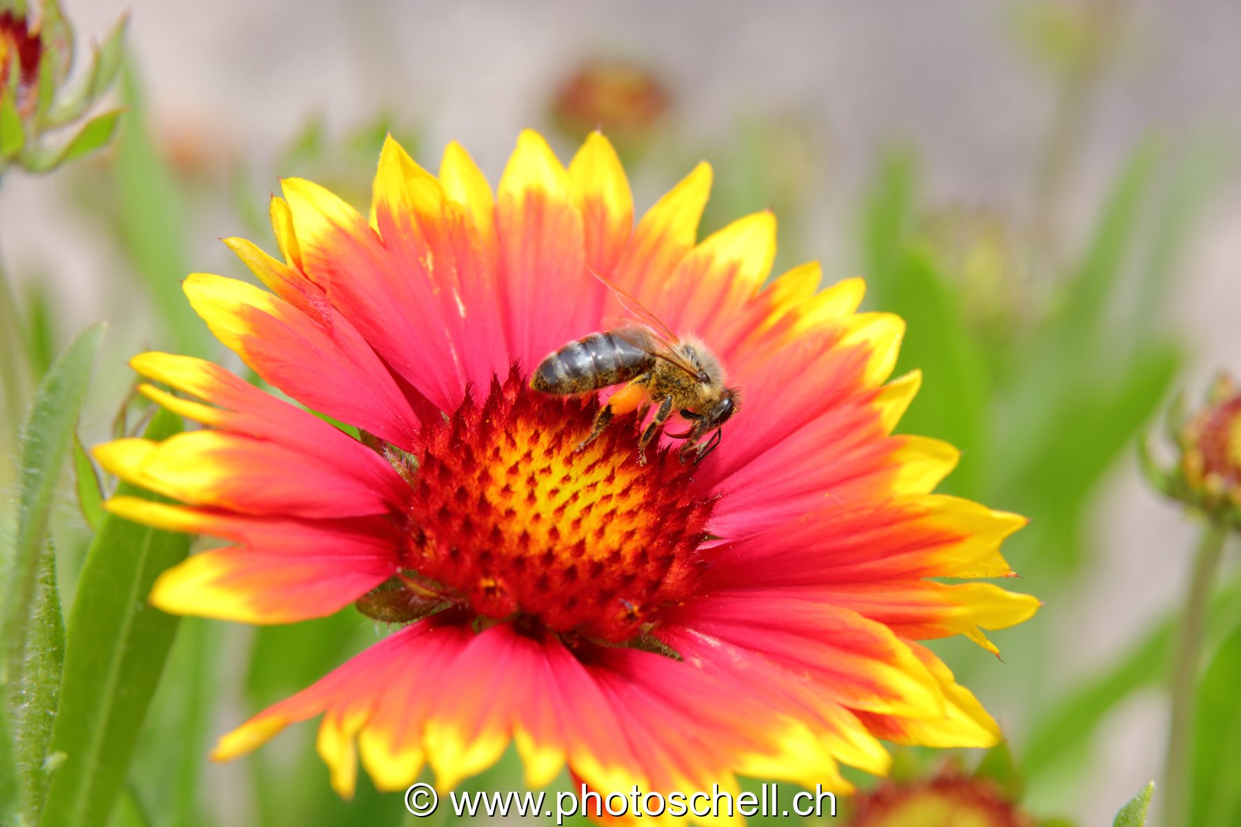 Abeille sur le coeur d'une fleur