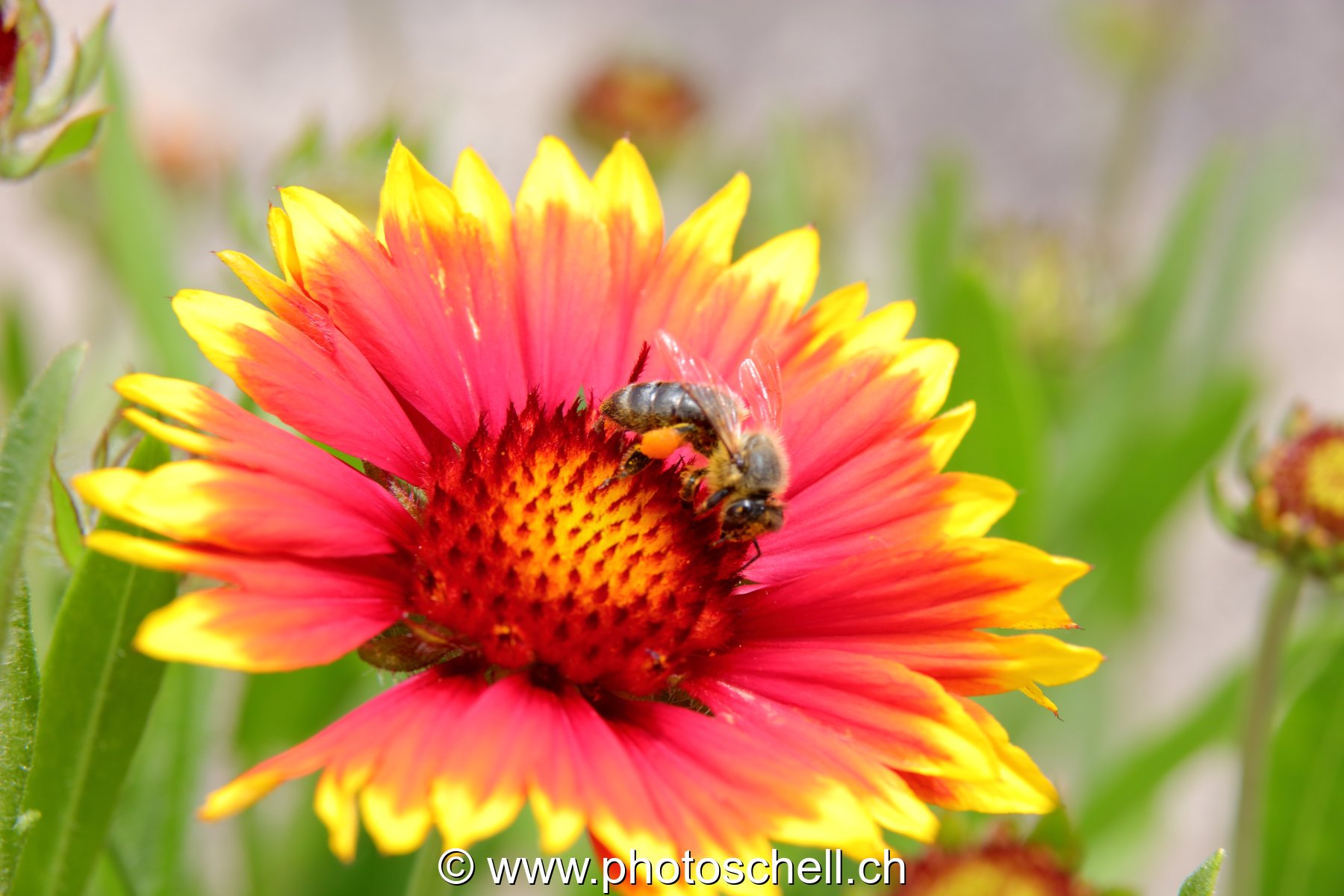 Abeille sur le coeur d'une fleur