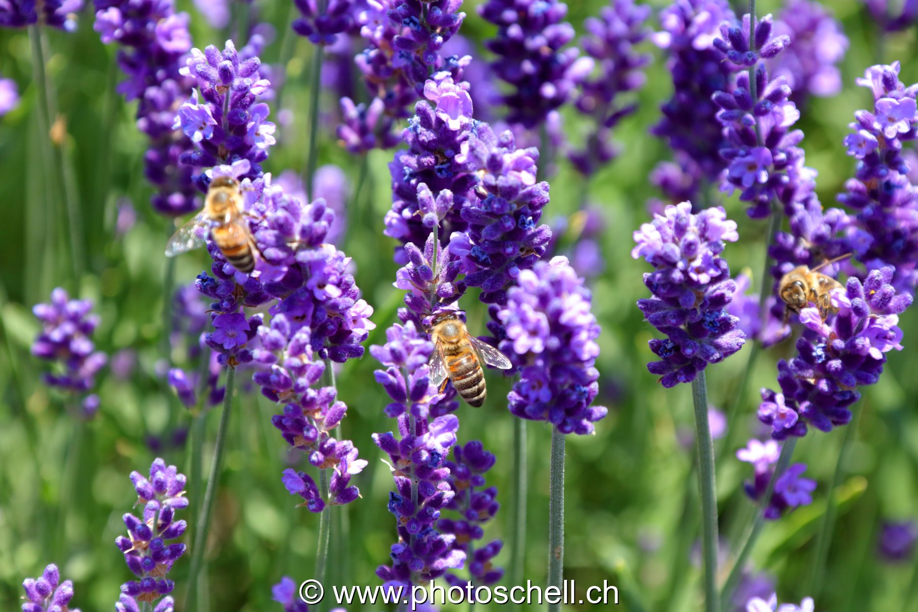 Abeilles dans la lavande