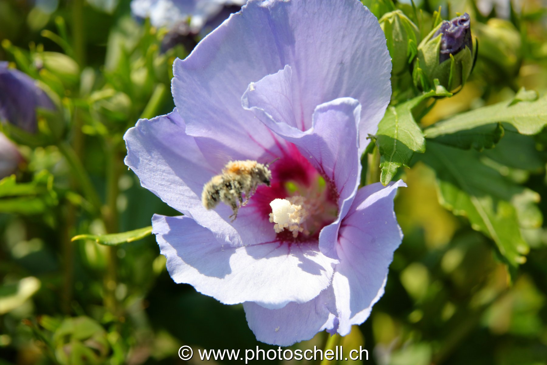 Abeille approchant du coeur d'une fleur