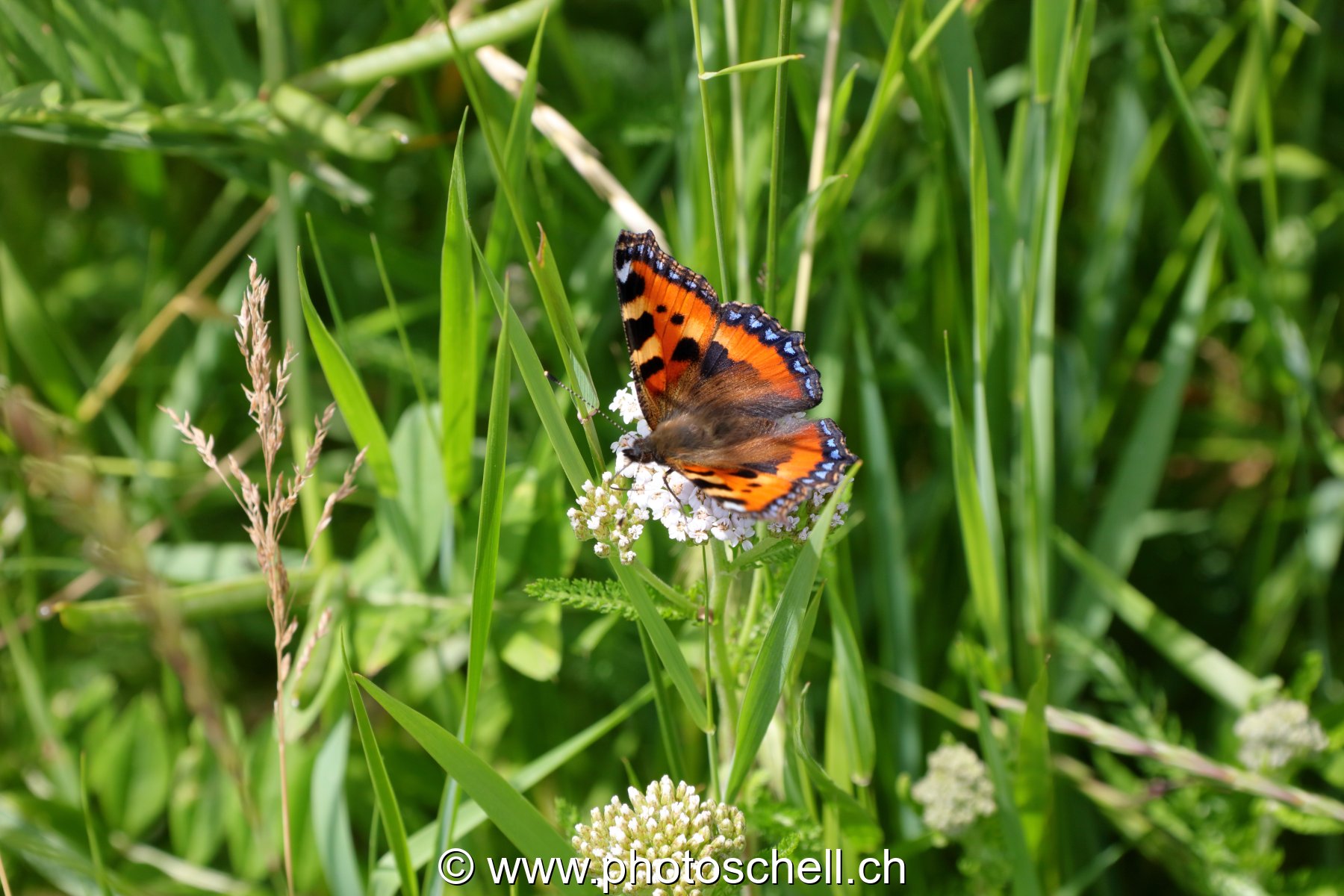 Papillon posé sur une fleur
