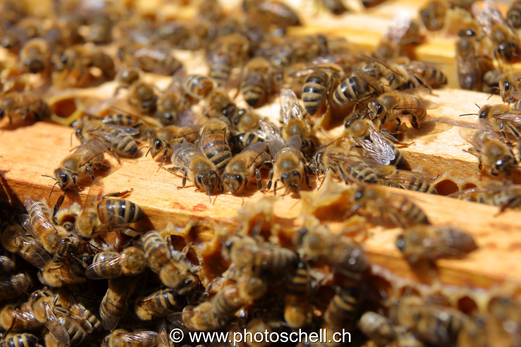 Abeilles en plein travail