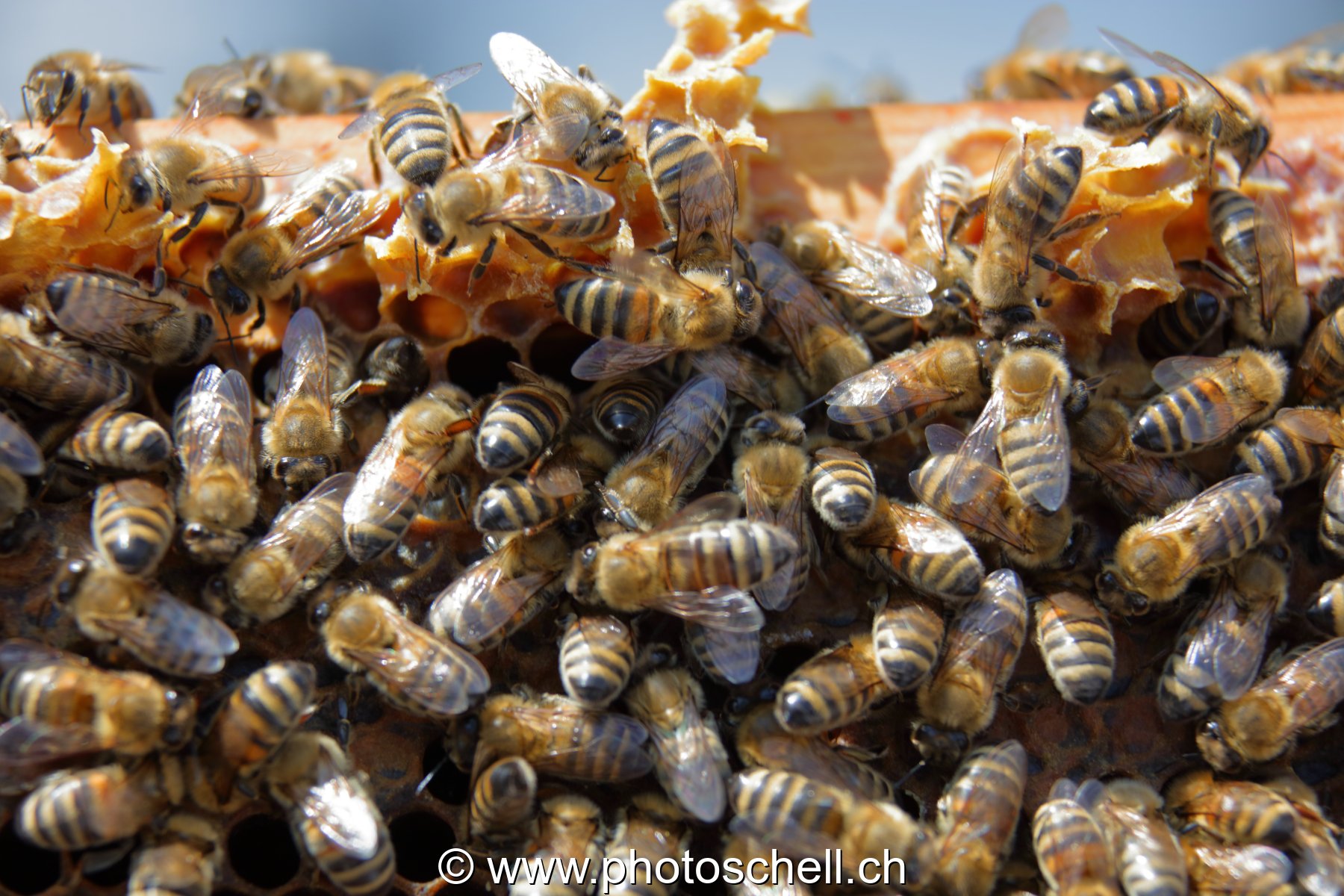 Abeilles en plein travail