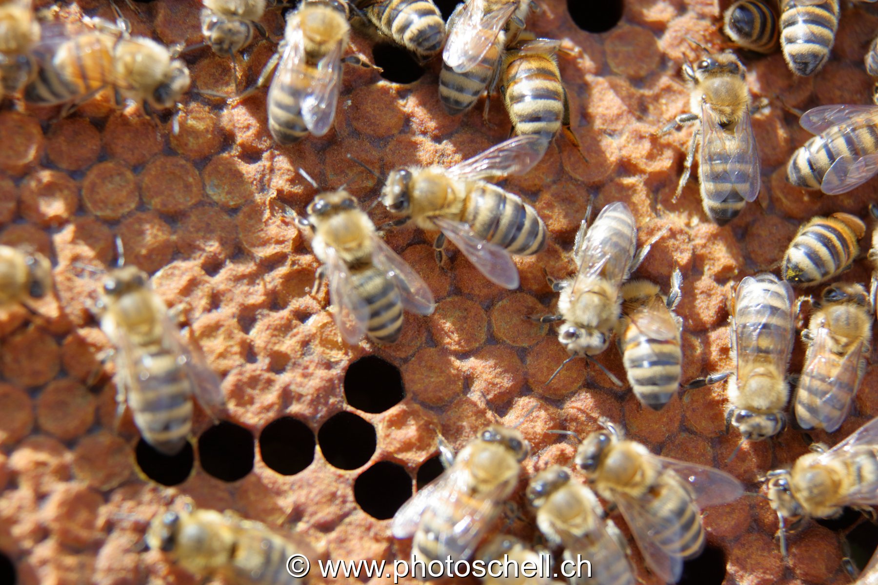 Abeilles en plein travail