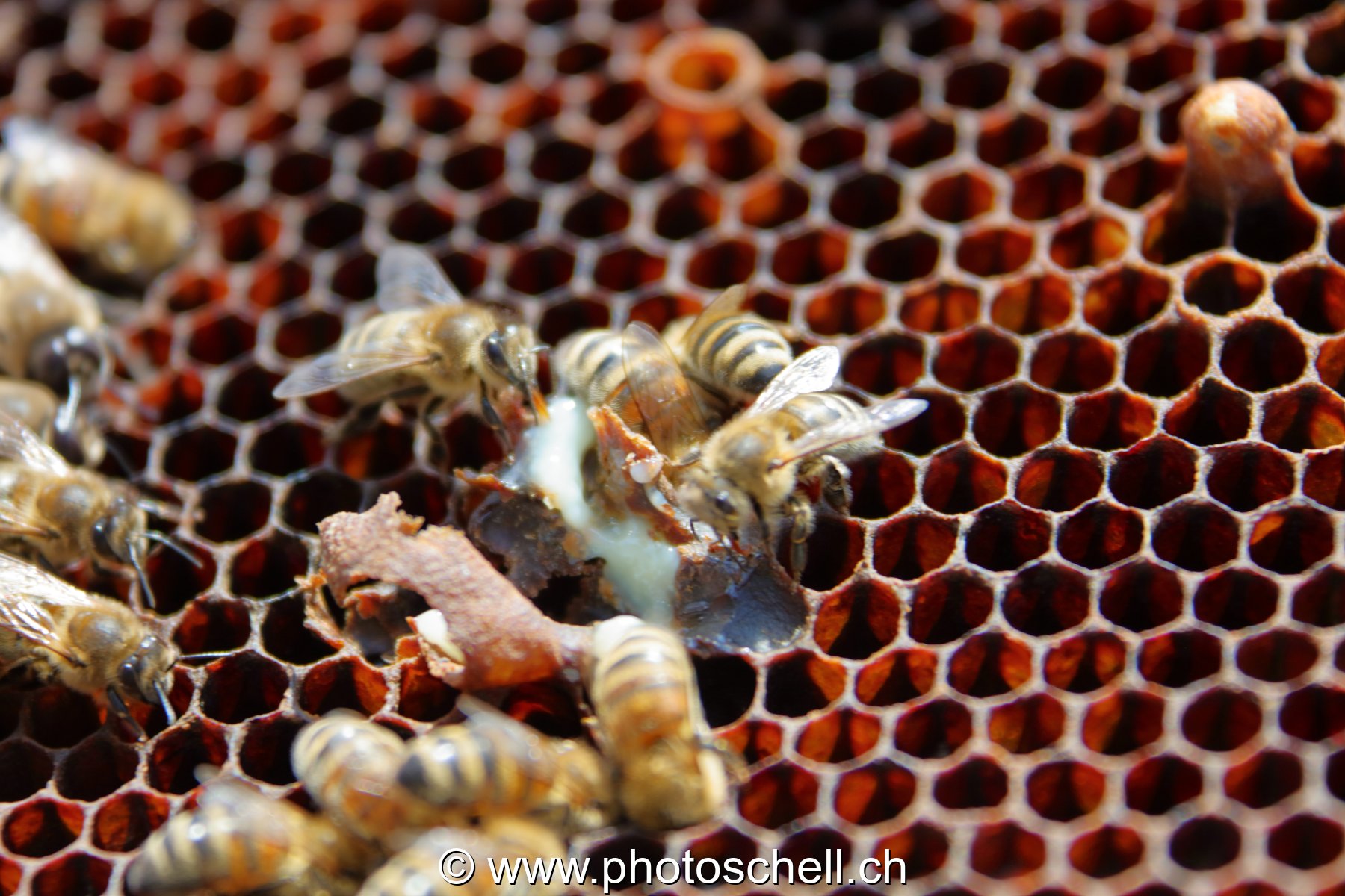 Abeilles en plein travail