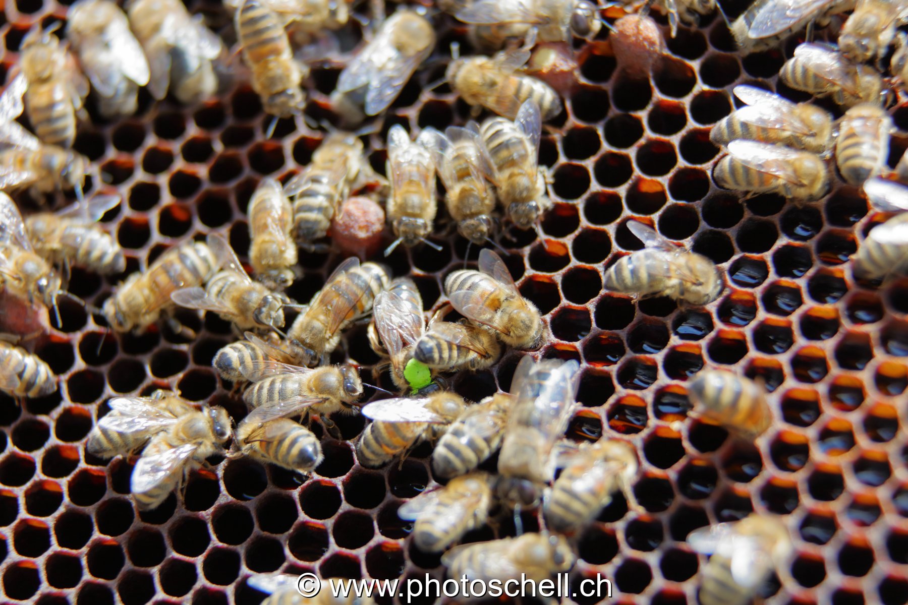 Abeilles en plein travail autour de la reine