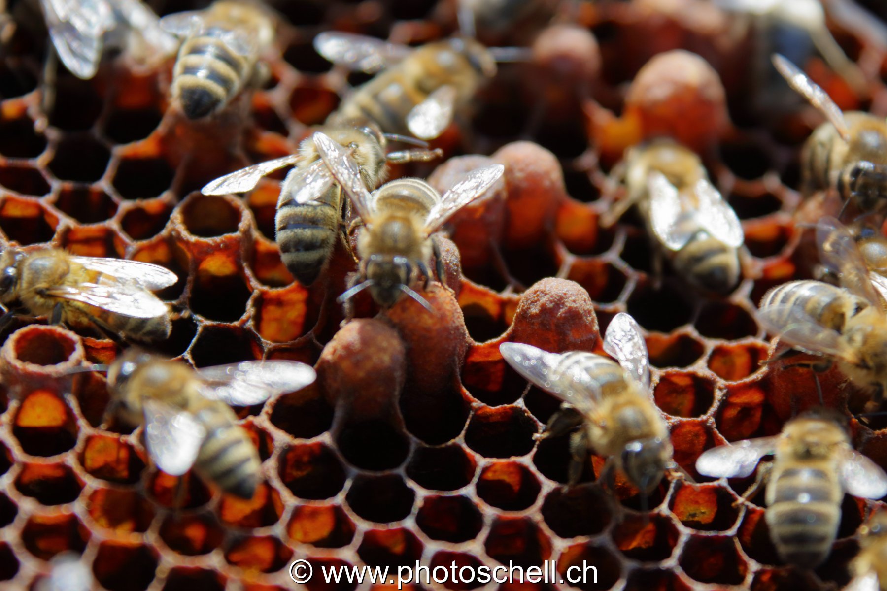 Abeilles en plein travail